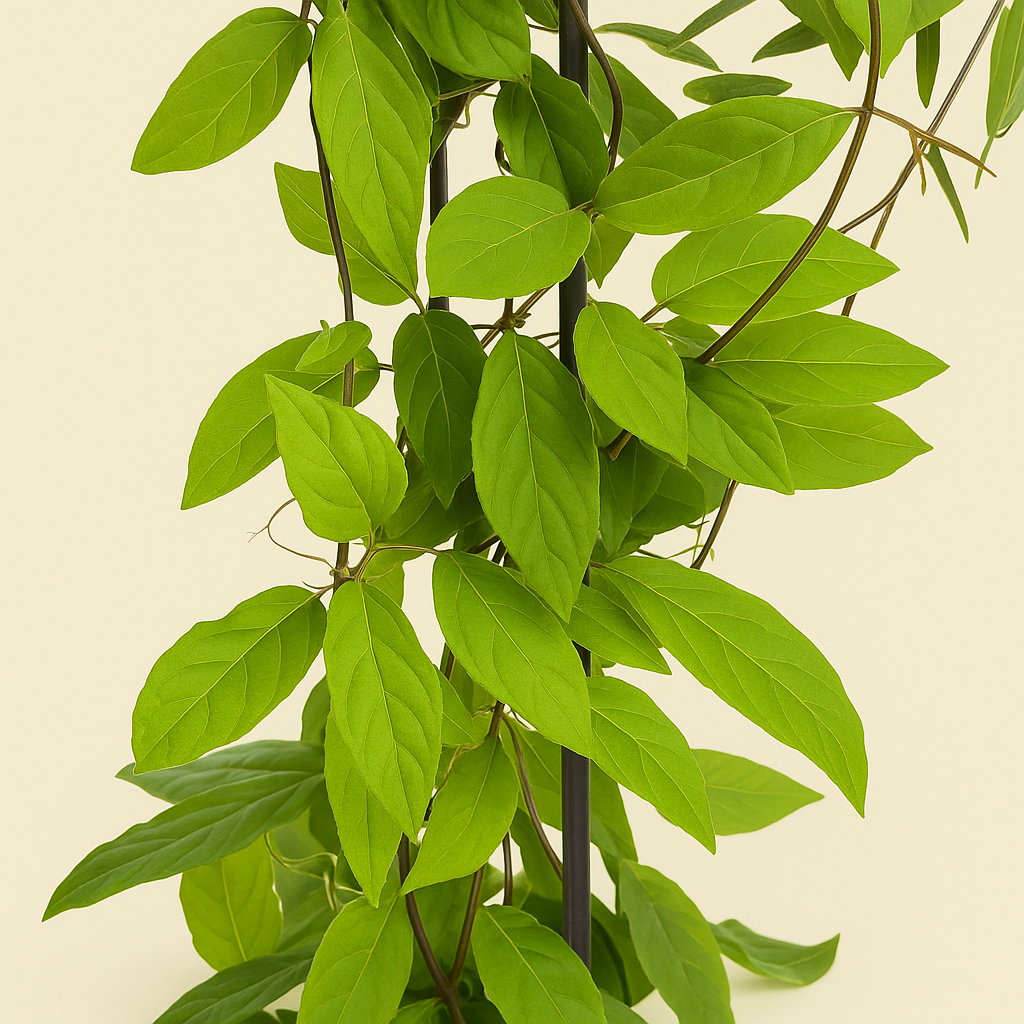 4x Glockenrebe 'Violet Blue' – Cup-and-Saucer Vine – Cobea scandens 'Violet Blue' - Luna's Leaf Co.