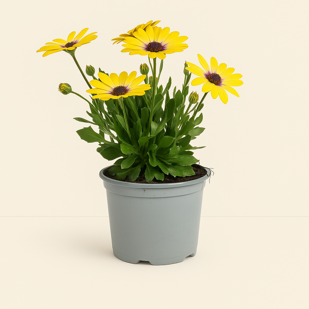 8x Kapmargerite Mix – African Daisy Mix – Osteospermum ecklonis (Sortenmix) - Luna's Leaf Co.