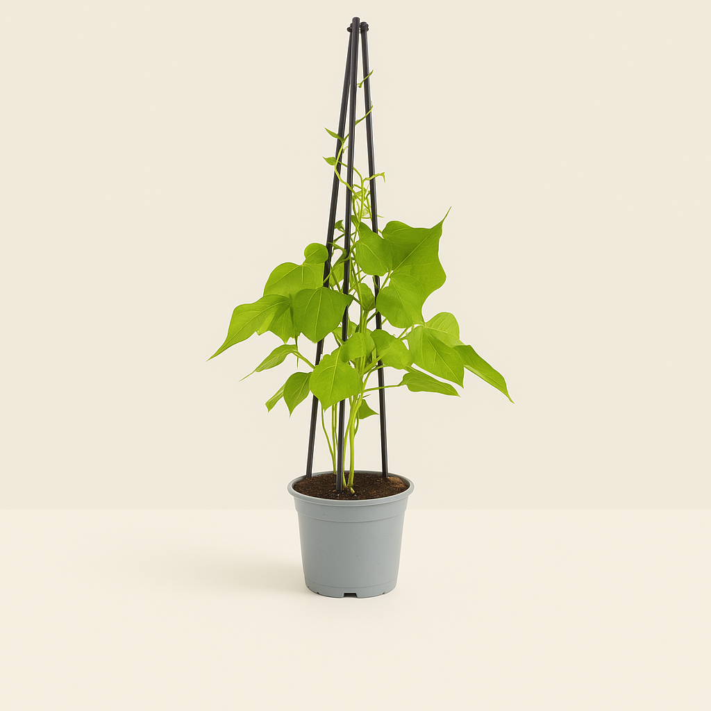 4x Prunkwinde 'Heavenly Blue' – Morning Glory – Ipomoea tricolor 'Heavenly Blue' - Luna's Leaf Co.