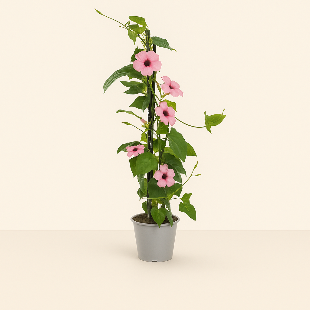 4x 'Sunny Susy Rose Sensation' – Black-eyed Susan Vine – Thunbergia alata - Luna's Leaf Co.