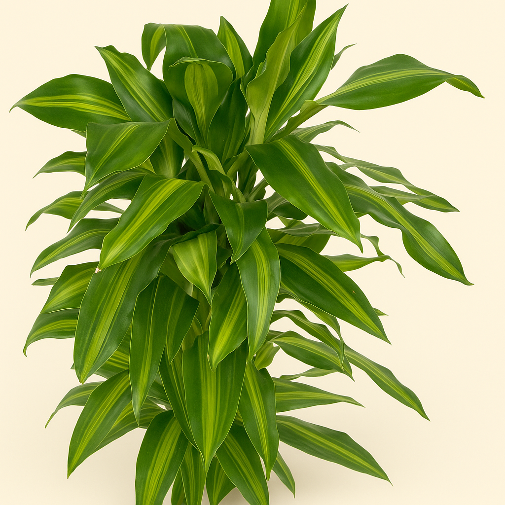 Drachenbaum Hawaiiana Carrousel – Dracaena fragrans 'Hawaiiana Carrousel' - 150 cm - ø31 - Luna's Leaf Co.