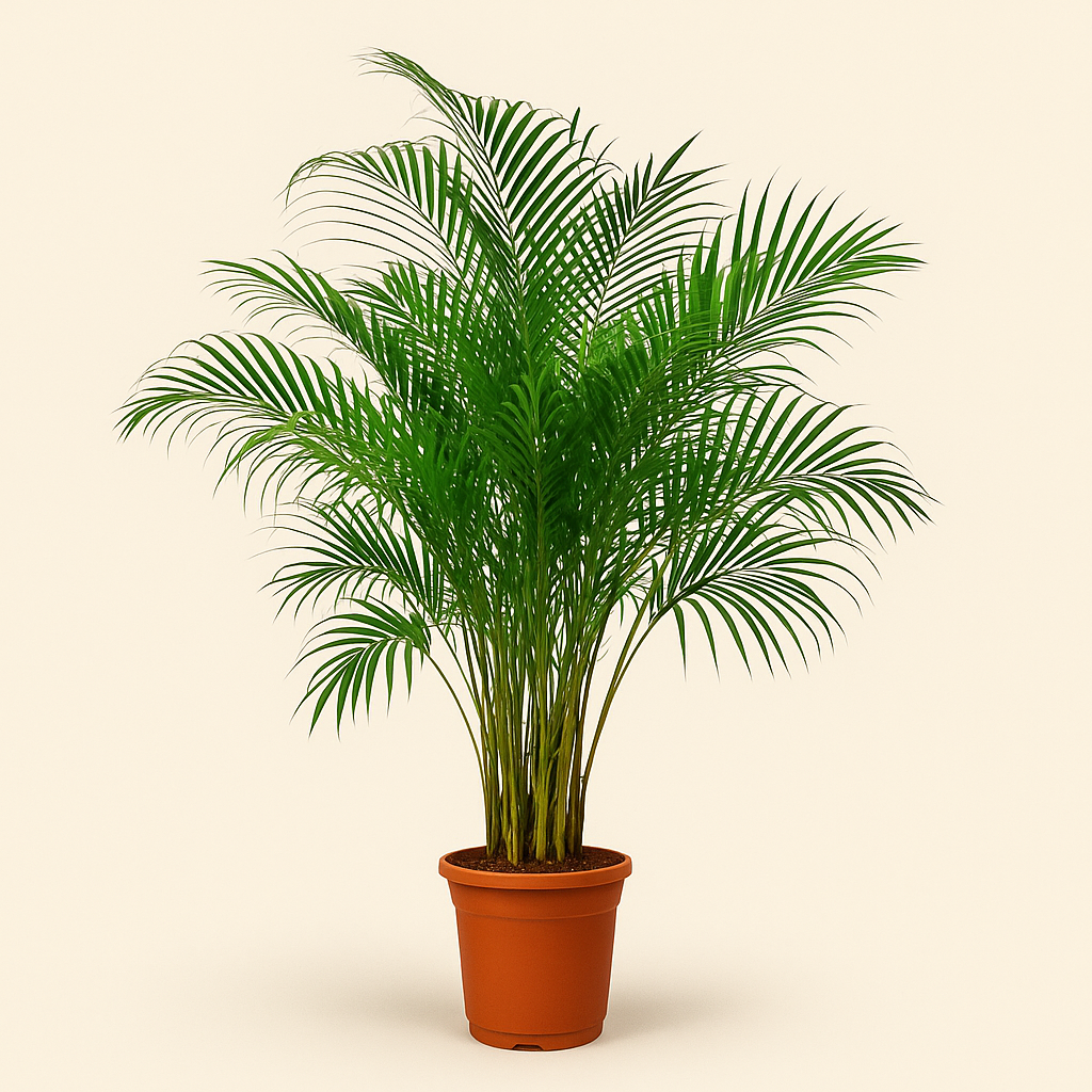 Areca Palm - Dypsis lutescens - 150 cm - ø30 - Luna's Leaf Co.