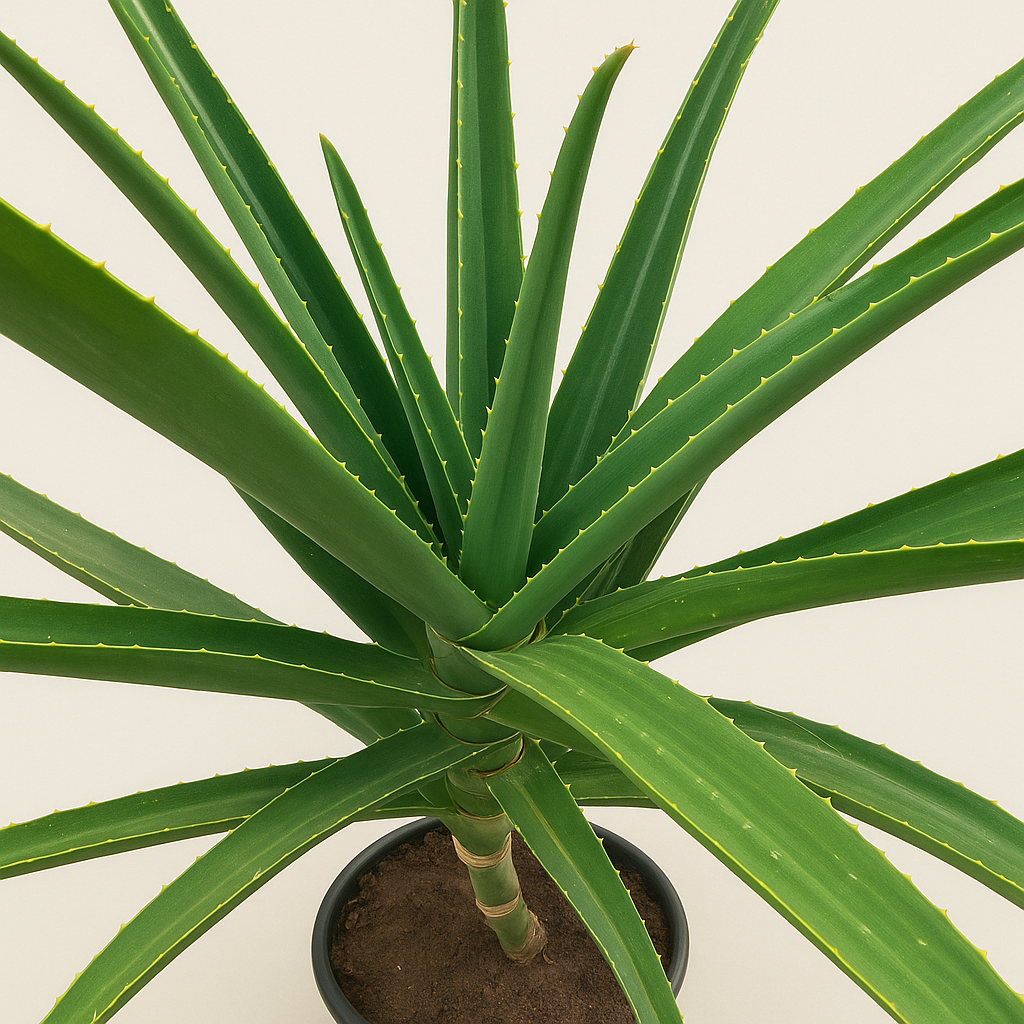Aloe Barberae – Aloe barberae - 160 cm - Ø30cm - Luna's Leaf Co.