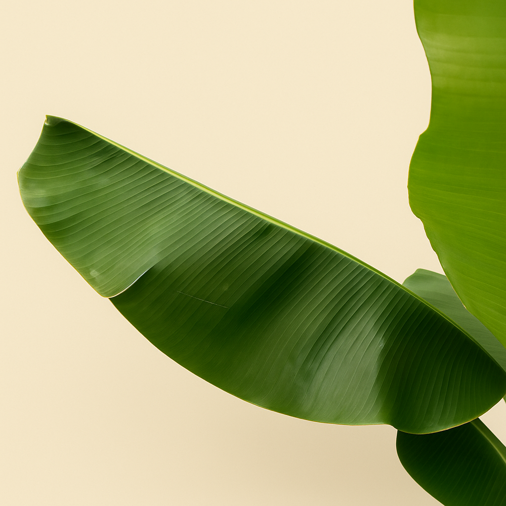 Bananenpflanze – Musa acuminata - 170cm - Ø30 - Luna's Leaf Co.