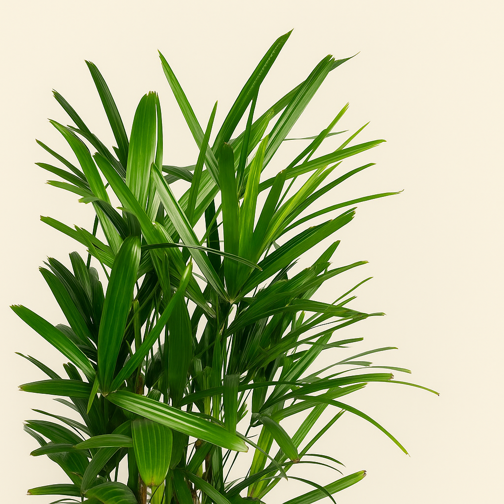 Steckenpalme – Rhapis excelsa - 190 cm - ø34 - Luna's Leaf Co.