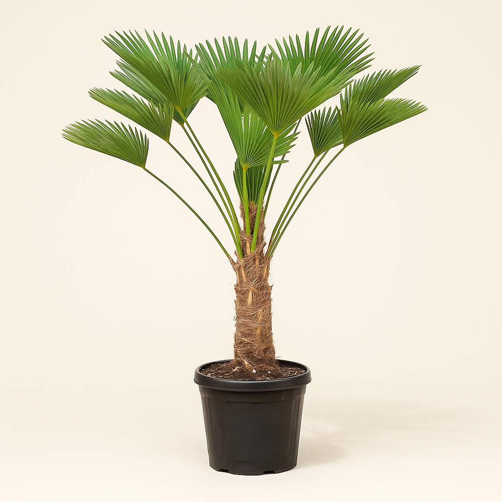 Hanfpalme – Trachycarpus wagnerianus - 130cm