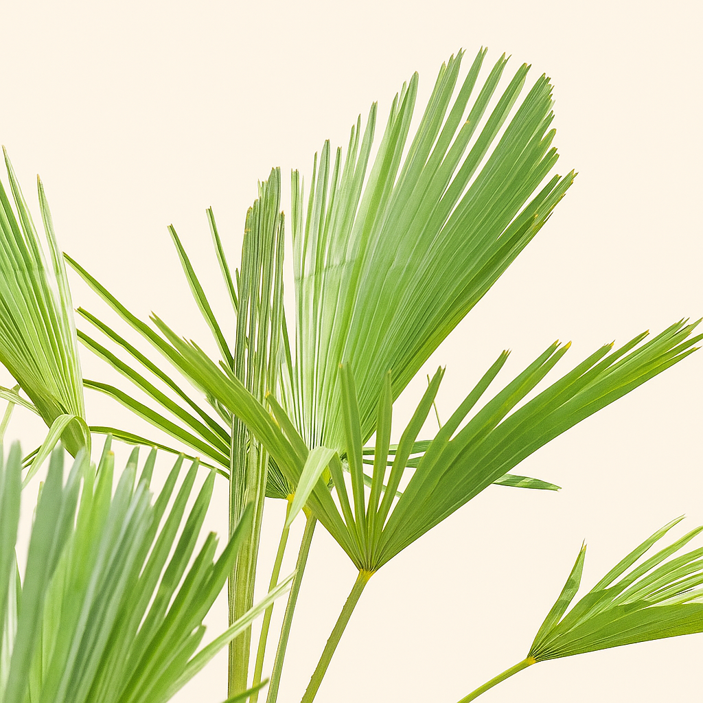 Hanfpalme – Trachycarpus wagnerianus - 130cm