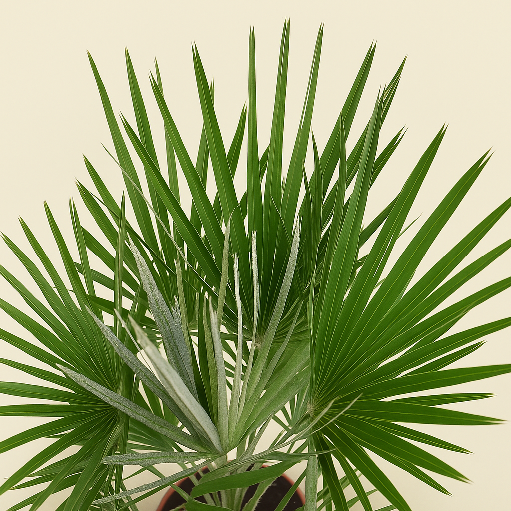 Zwergpalme – Chamaerops humilis - 150cm- ø30 - Luna's Leaf Co.