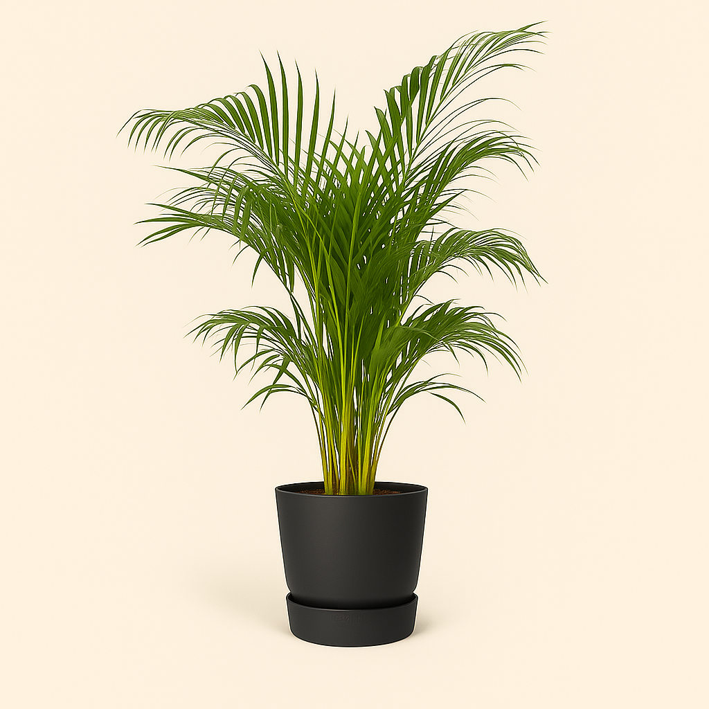 elho Greenville Rundtopf schwarz – M – Ø24 cm, Höhe 23 cm - Luna's Leaf Co.