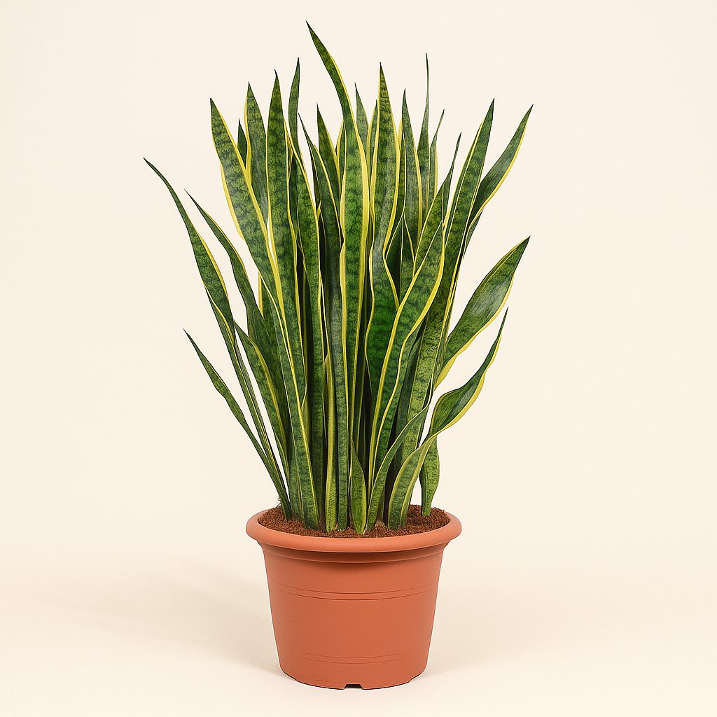 Sansevieria Laurentii - 100 cm - ø35 - Luna's Leaf Co.