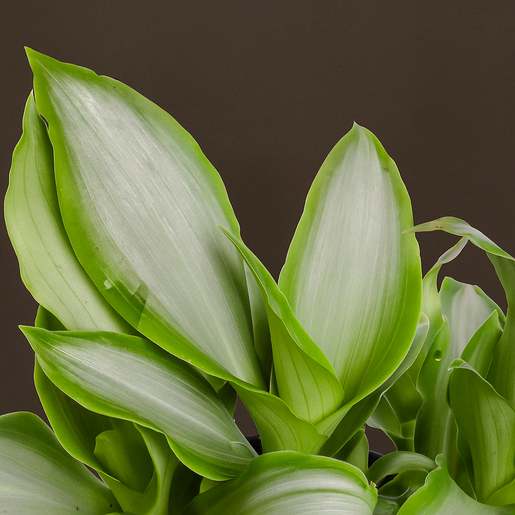 Premium Murdannia Bright Star – Murdannia loriformis 'Bright Star' - 20 cm - Ø12cm - Luna's Leaf Co.