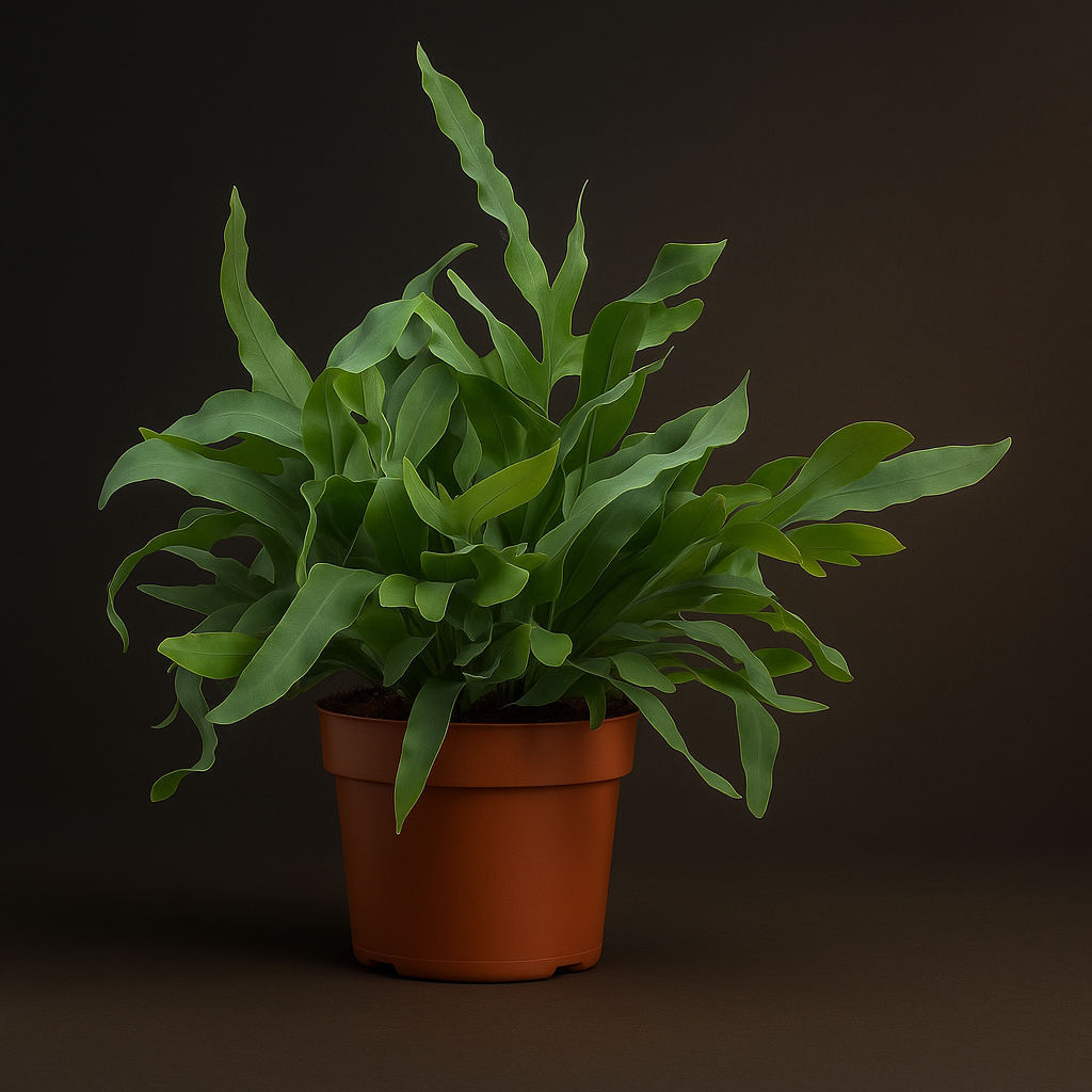 Premium Phlebodium Blue Star - 32 cm - Ø12cm - Luna's Leaf Co.