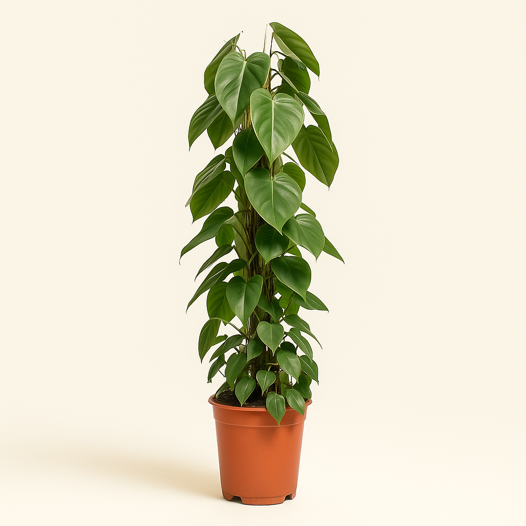 Herzblatt-Philodendron – Philodendron hederaceum - 120cm - Ø24cm - Luna's Leaf Co.