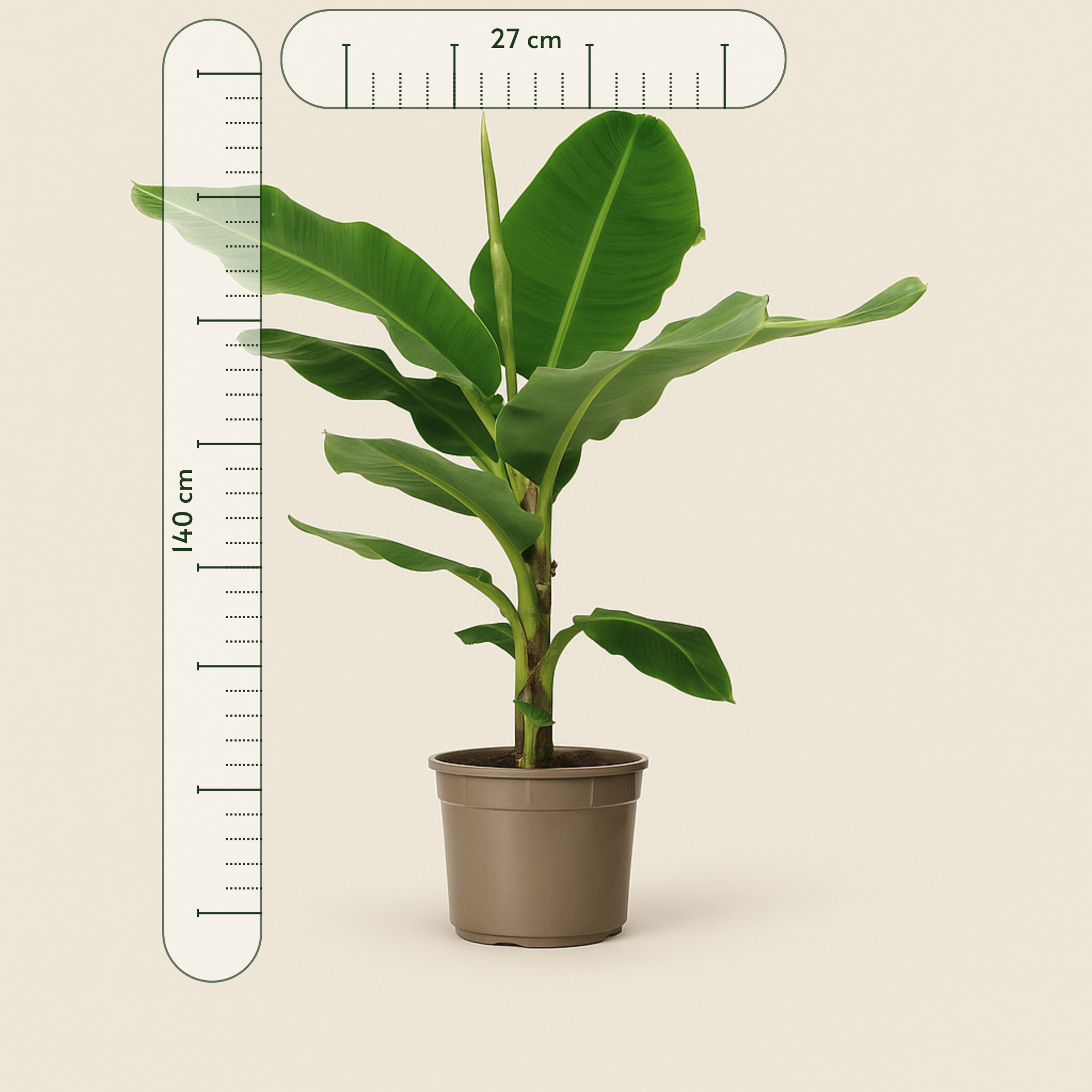Bananenpflanze – Musa - 140 cm, Ø 27 cm - Luna's Leaf Co.