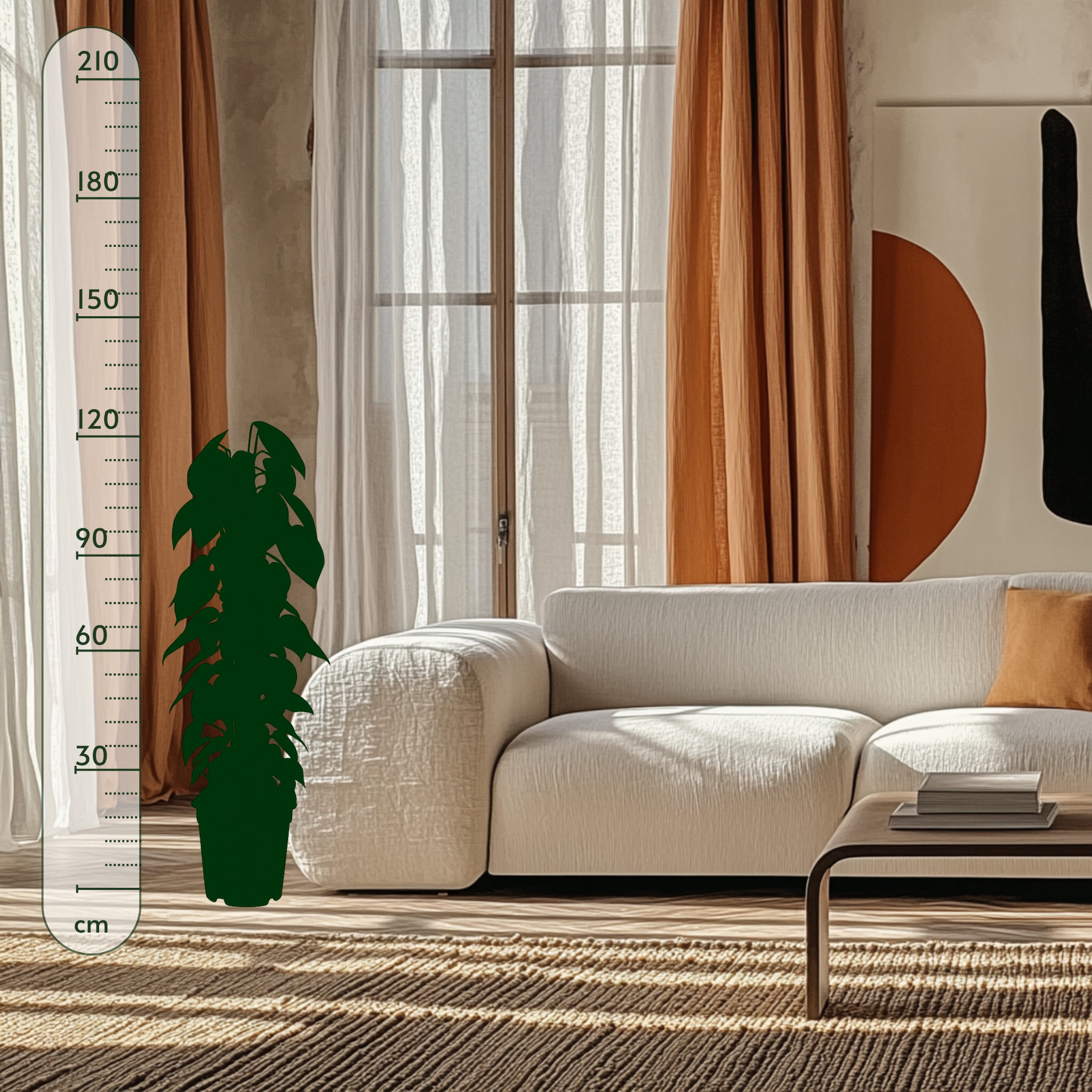 Herzblatt-Philodendron – Philodendron hederaceum - 120cm - Ø24cm - Luna's Leaf Co.
