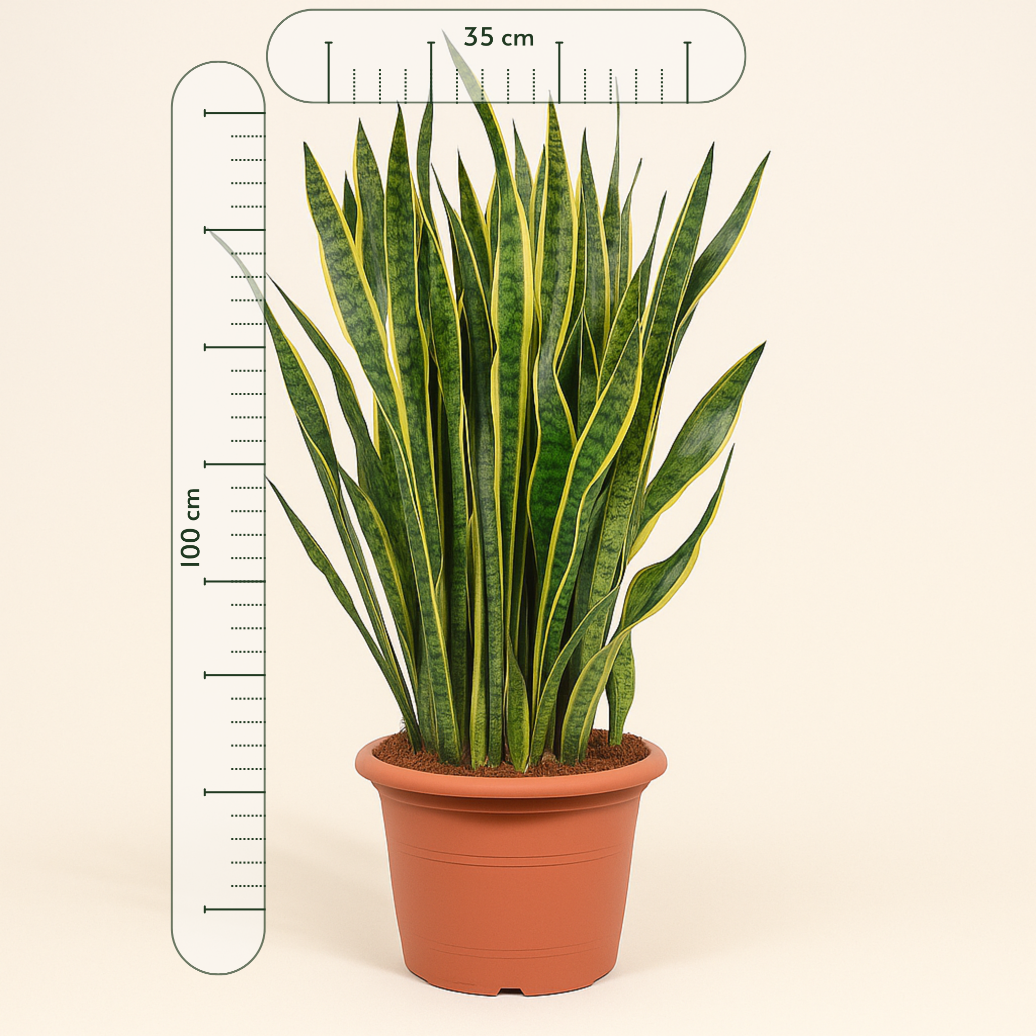 Sansevieria Laurentii - 100 cm - ø35 - Luna's Leaf Co.