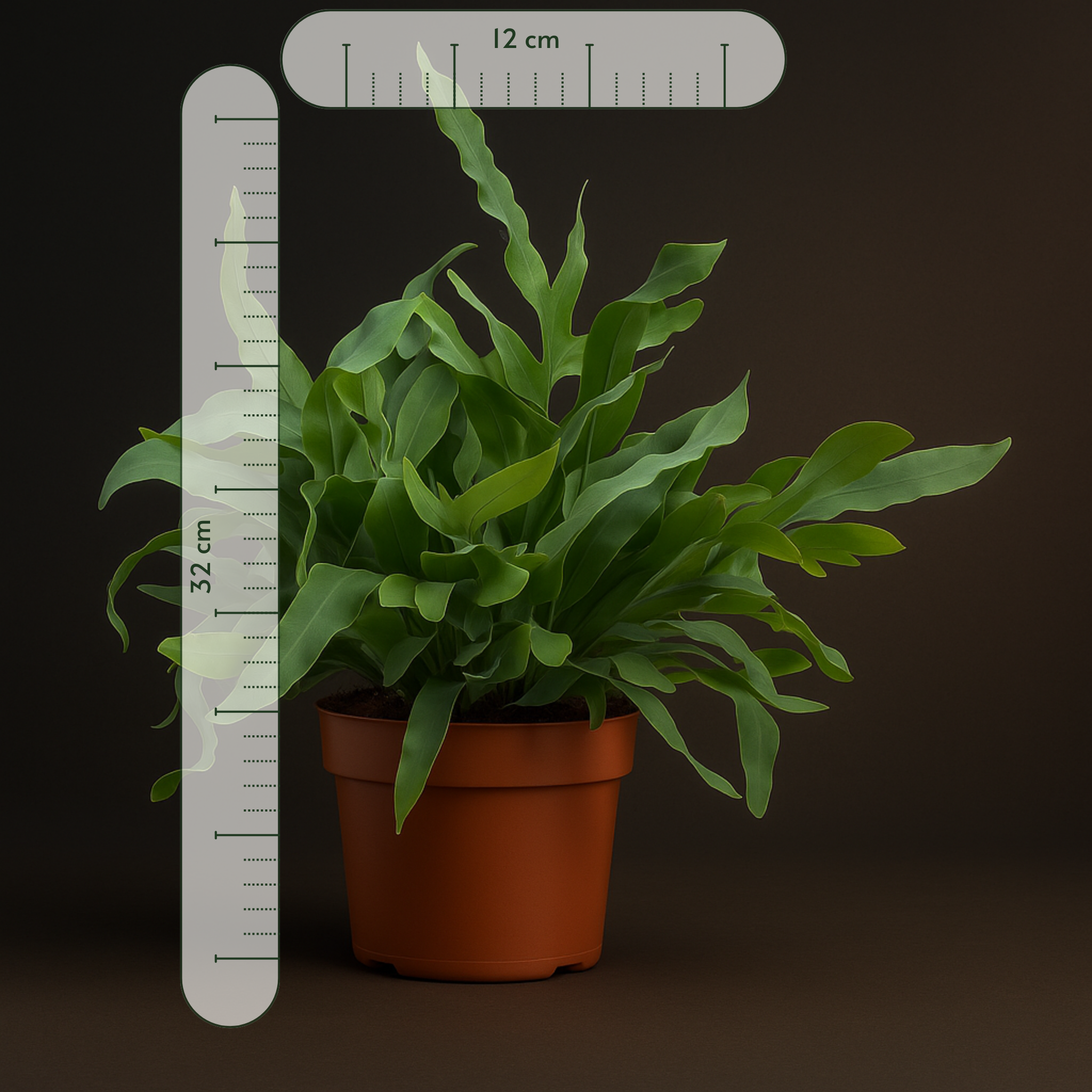 Premium Phlebodium Blue Star - 32 cm - Ø12cm - Luna's Leaf Co.