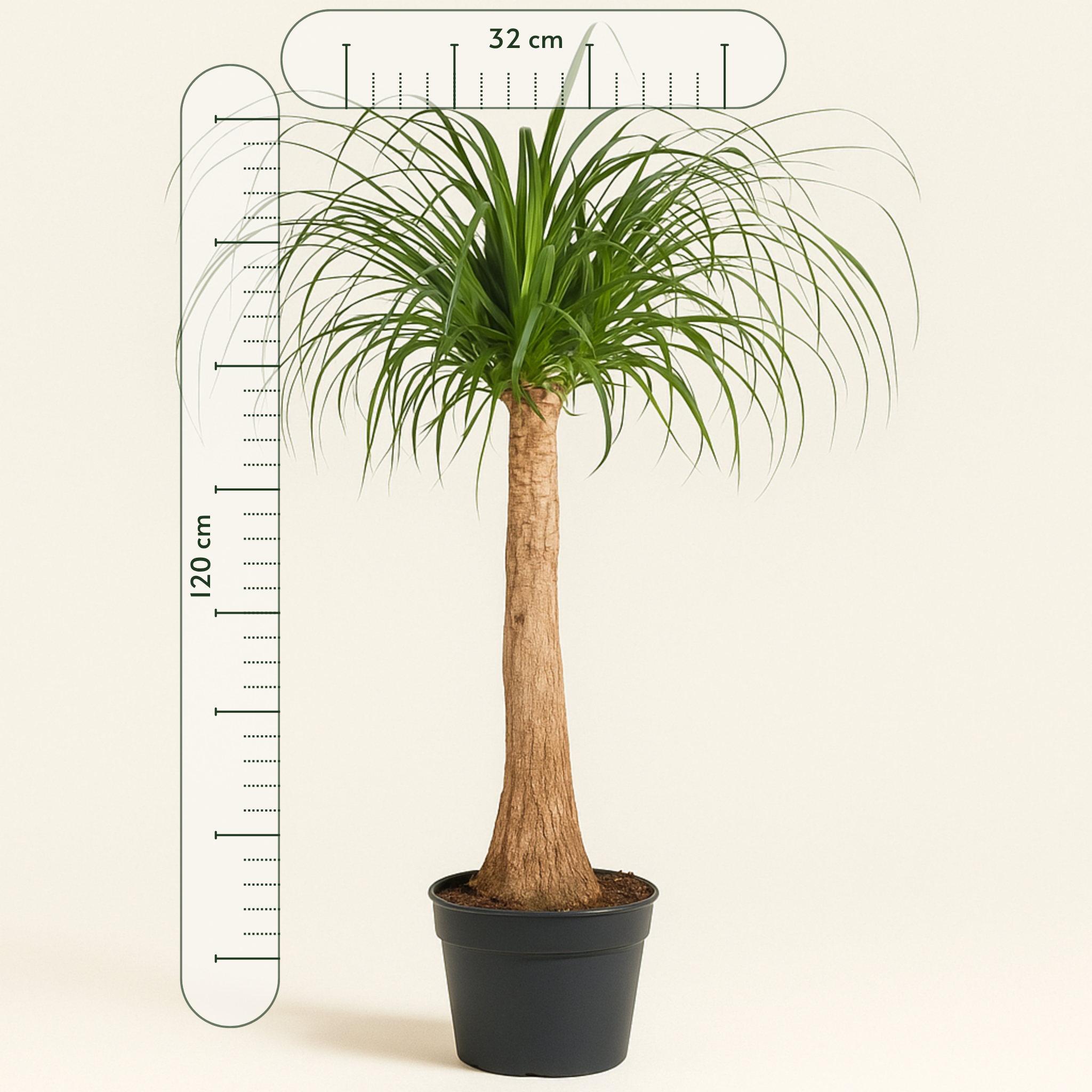 Elefantenfuß – Beaucarnea recurvata - 120 cm - ø32 - Luna's Leaf Co.