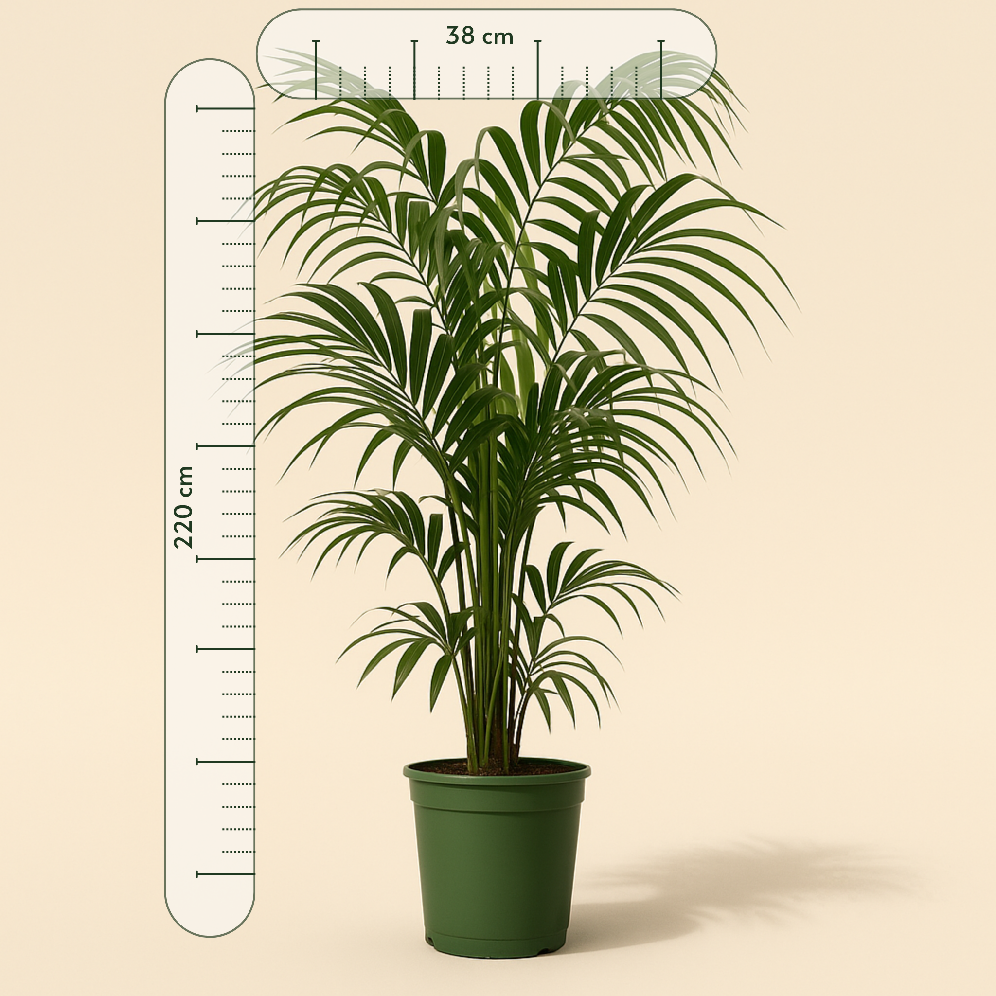 Kentia-Palme – Howea forsteriana - 220 cm - ø38 - Luna's Leaf Co.