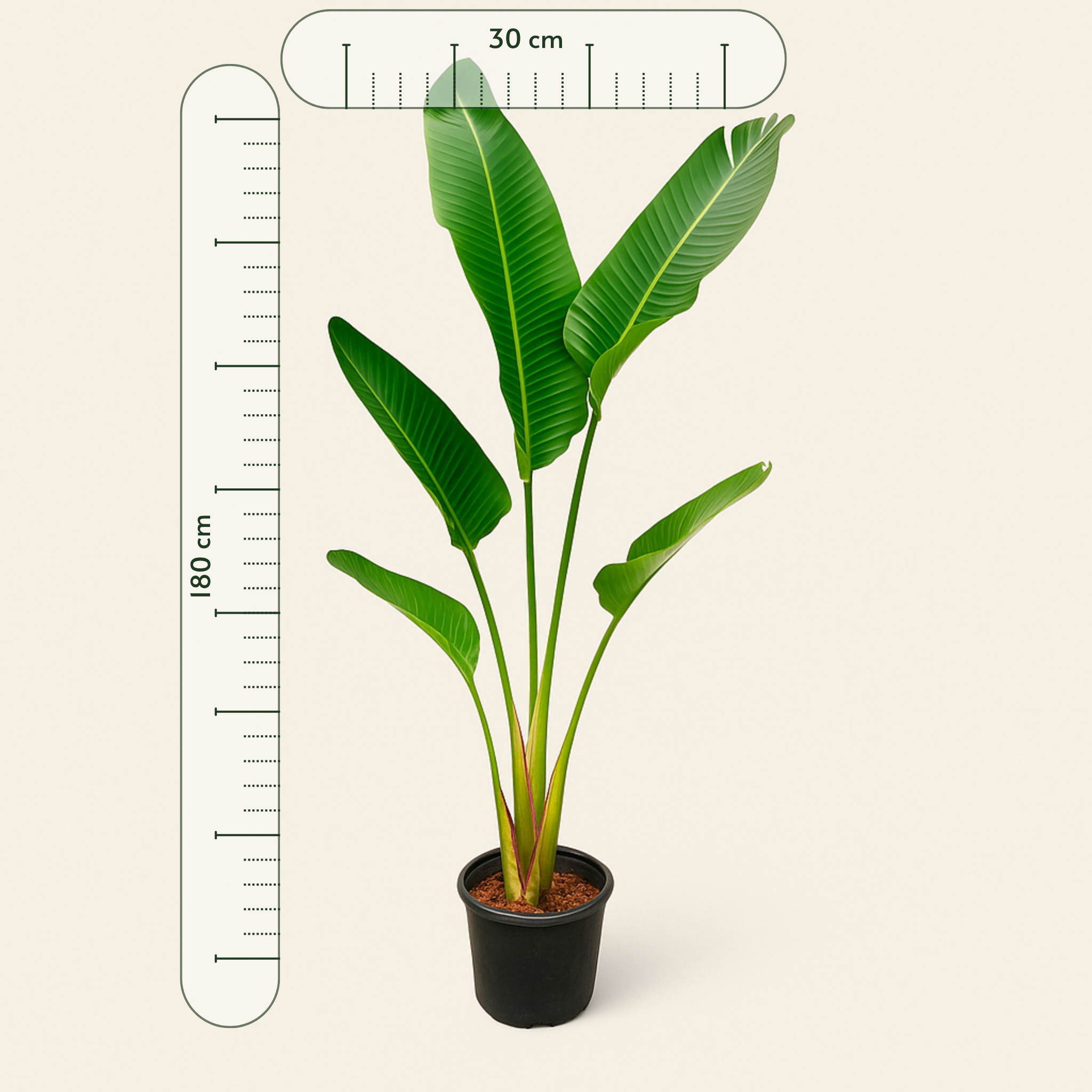 Weiße Baum-Strelitzie – Strelitzia augusta - 180cm - ⌀30 - Luna's Leaf Co.