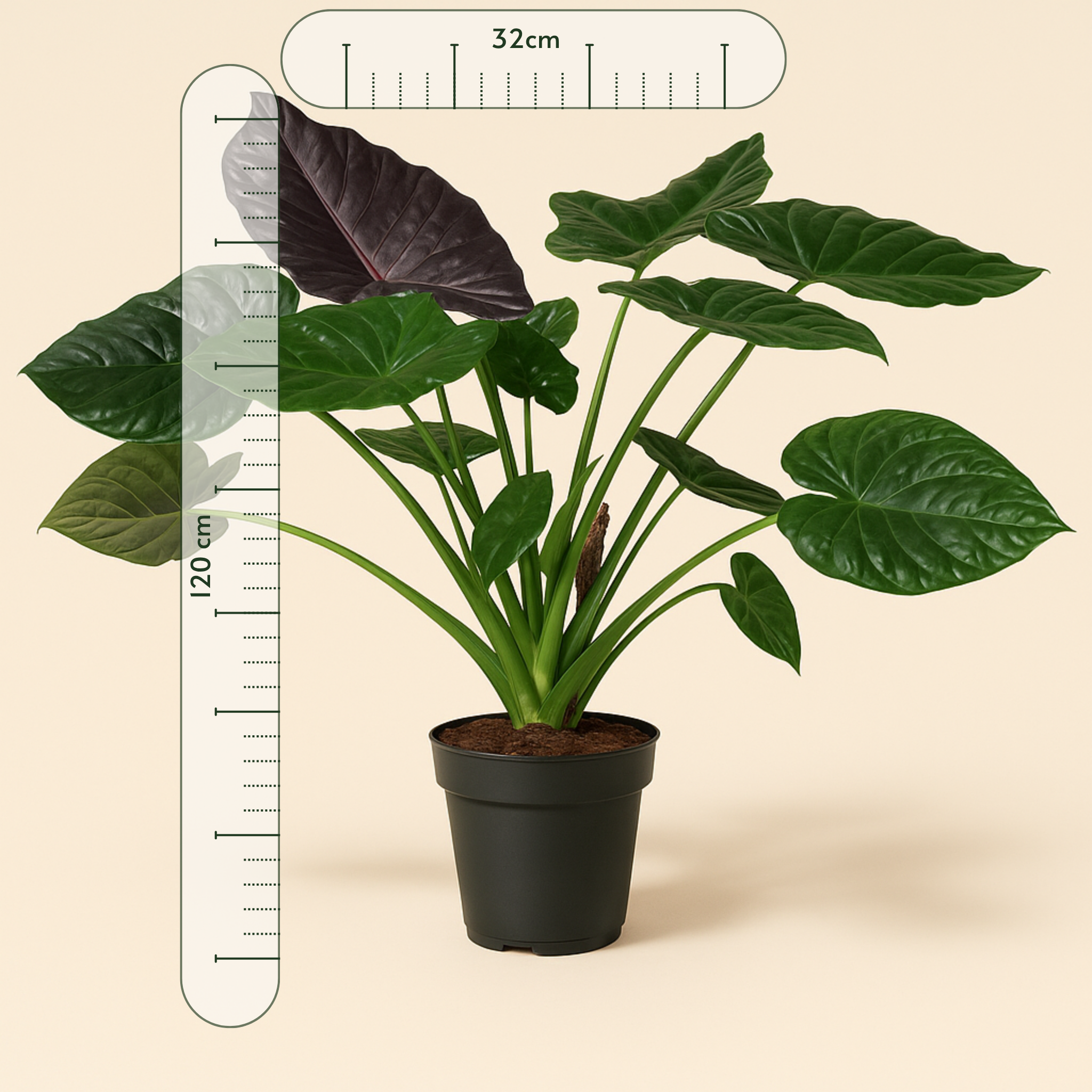 Pfeilblatt Wentii – Alocasia wentii - 120 cm - ø32 - Luna's Leaf Co.