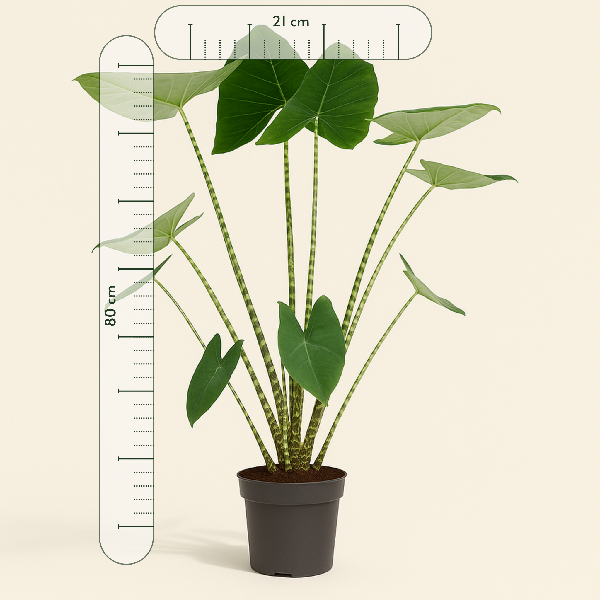 Pfeilblatt Zebrina – Alocasia zebrina - 80 cm - Ø21cm