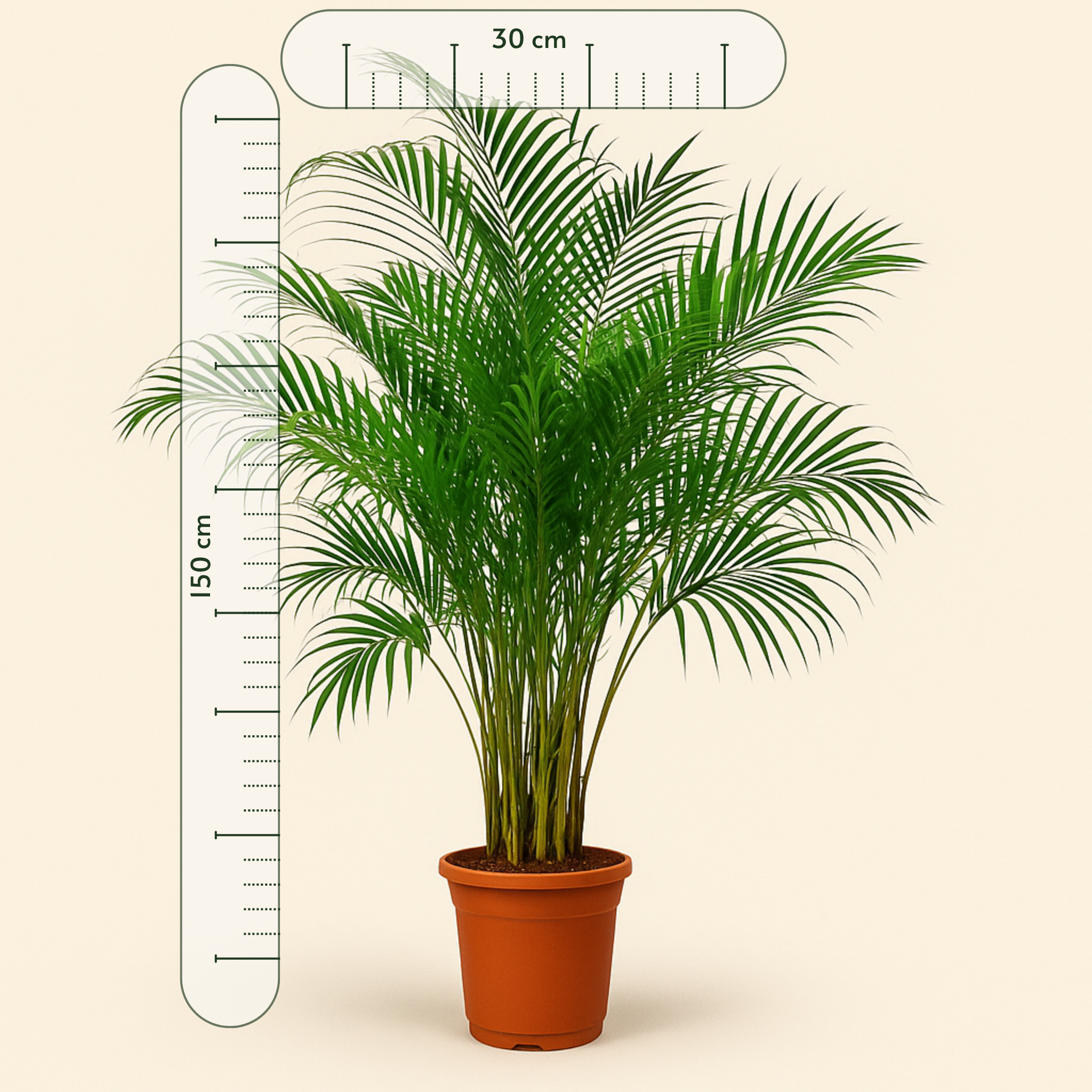Areca Palm - Dypsis lutescens - 150 cm - ø30 - Luna's Leaf Co.