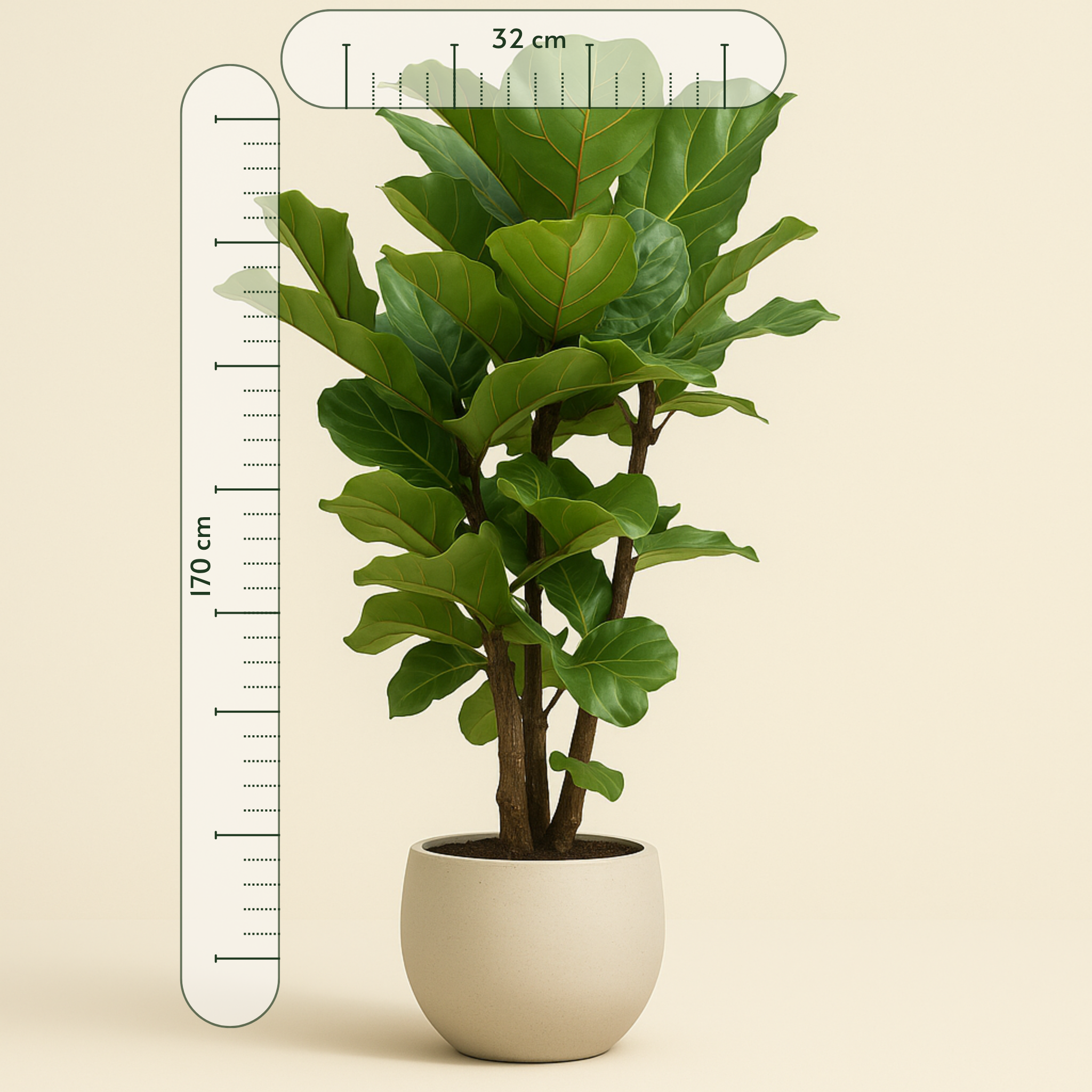 Geigenfeige verzweigt – Ficus lyrata - 170cm - ⌀32 - Luna's Leaf Co.
