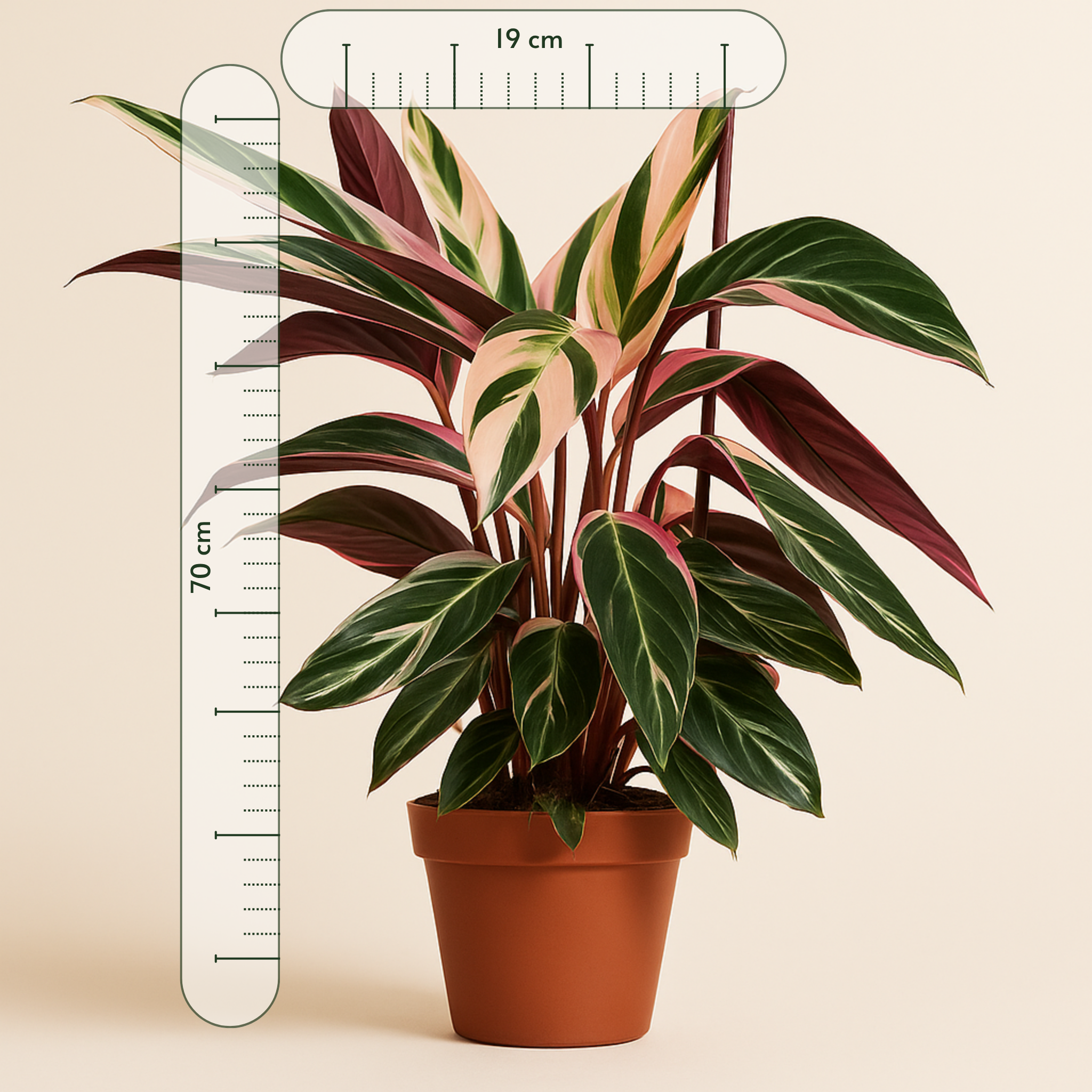 Calathea Triostar – Stromanthe sanguinea ‘Triostar’ - 70 cm - Ø19cm - Luna's Leaf Co.