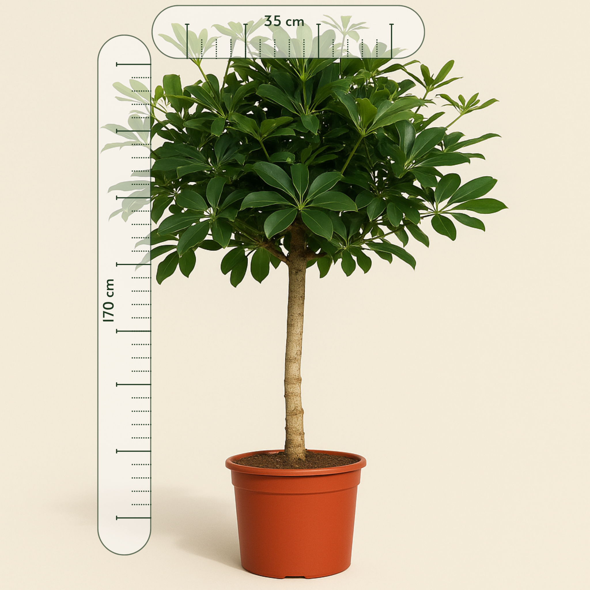 Schefflera auf Stamm – Schefflera arboricola - 170cm - ø35 - Luna's Leaf Co.