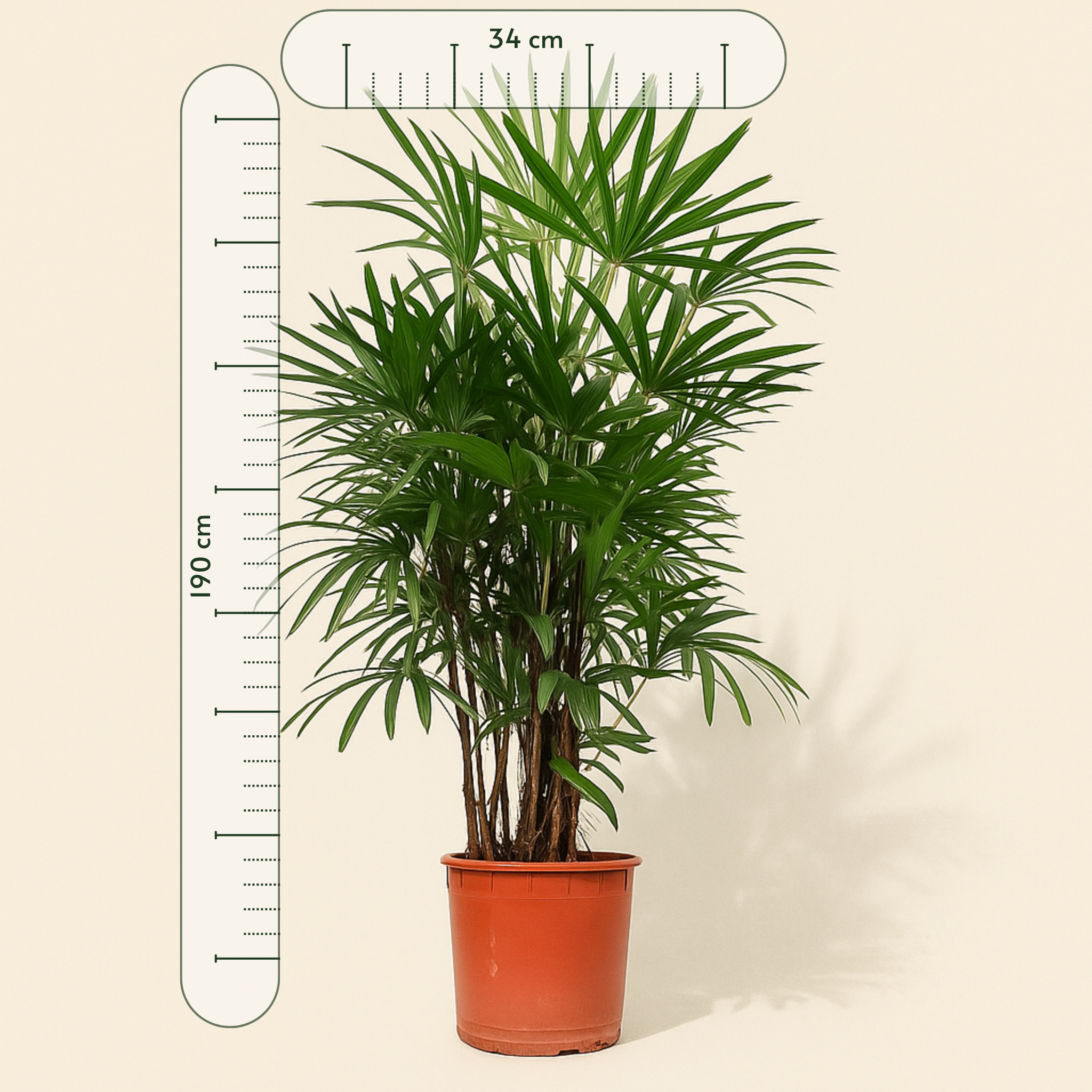 Steckenpalme – Rhapis excelsa - 190 cm - ø34 - Luna's Leaf Co.