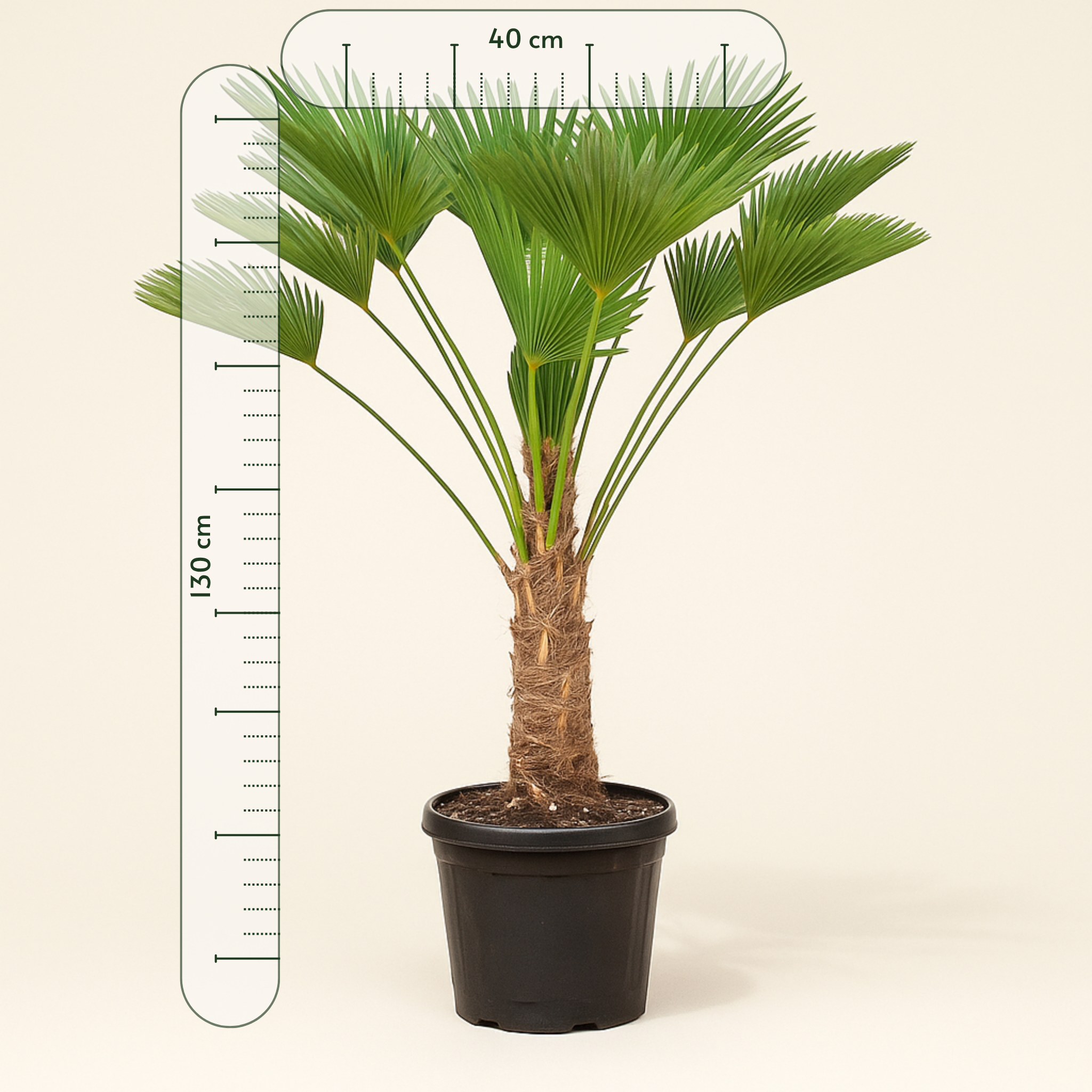 Hanfpalme – Trachycarpus wagnerianus - 130cm