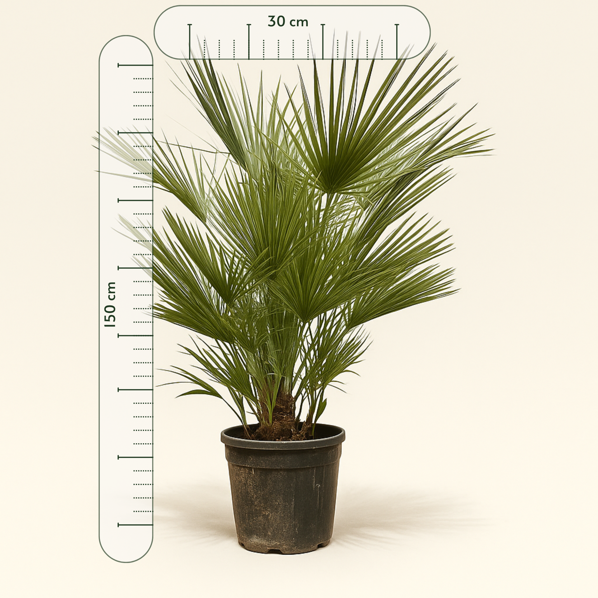 Zwergpalme – Chamaerops humilis - 150cm- ø30 - Luna's Leaf Co.