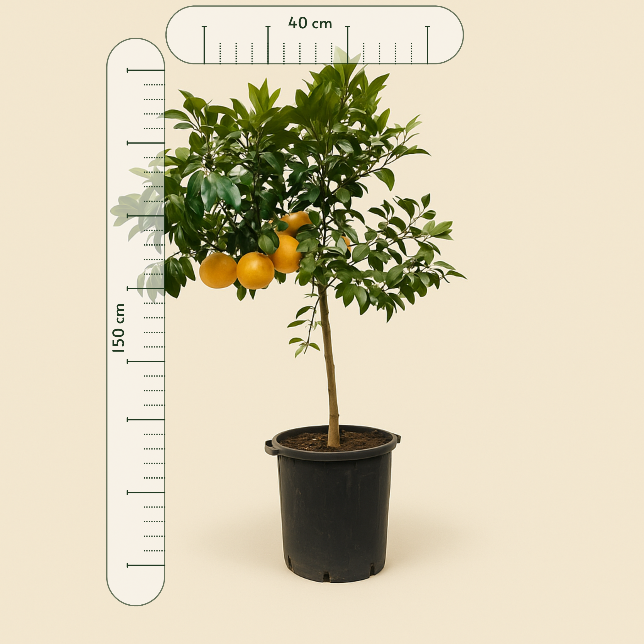 Grapefruitbaum – Citrus Pompelmo - 150 cm - ø40 - Luna's Leaf Co.