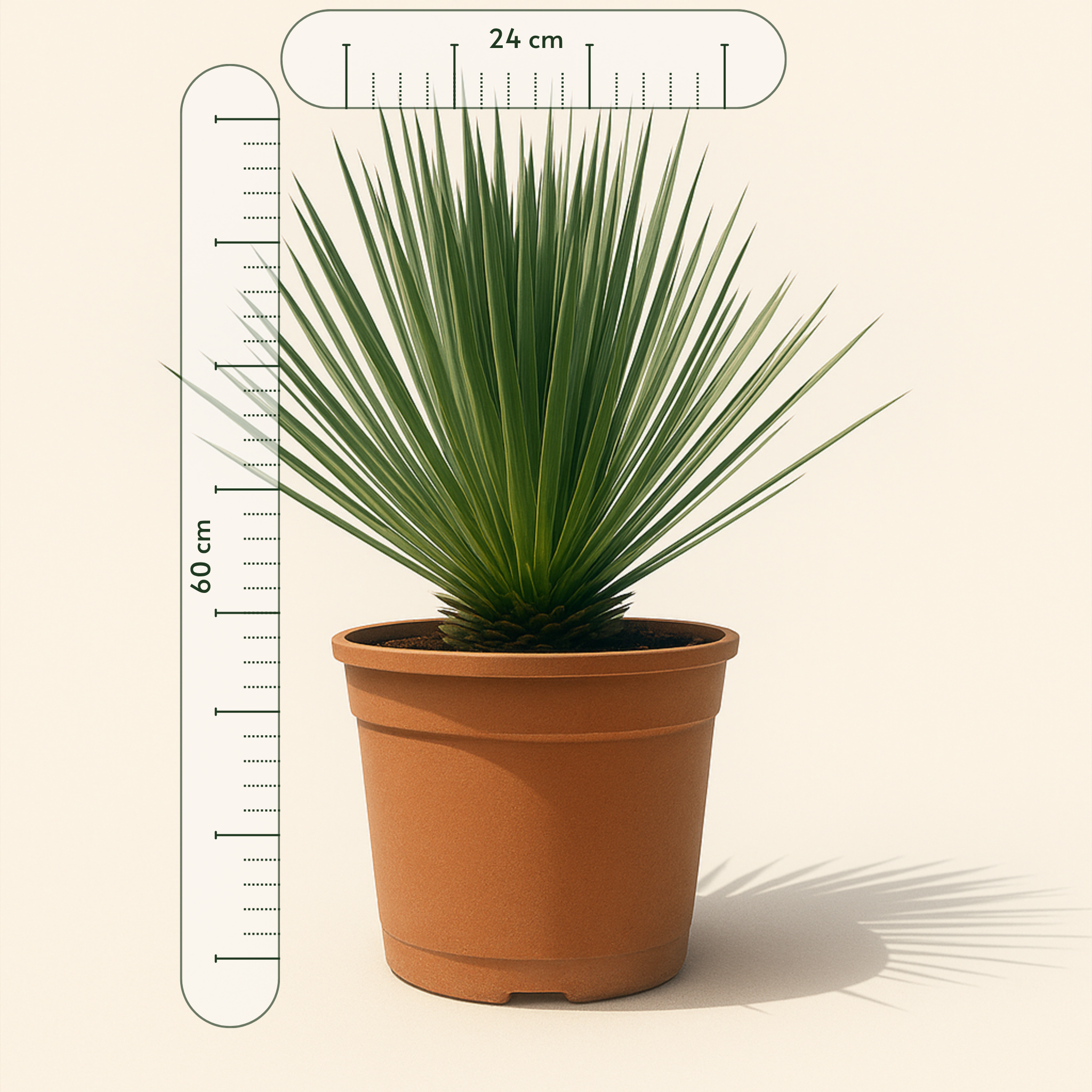 Kerzen-Palmlilie – Yucca rostrata - 60 cm - ø24cm - Luna's Leaf Co.