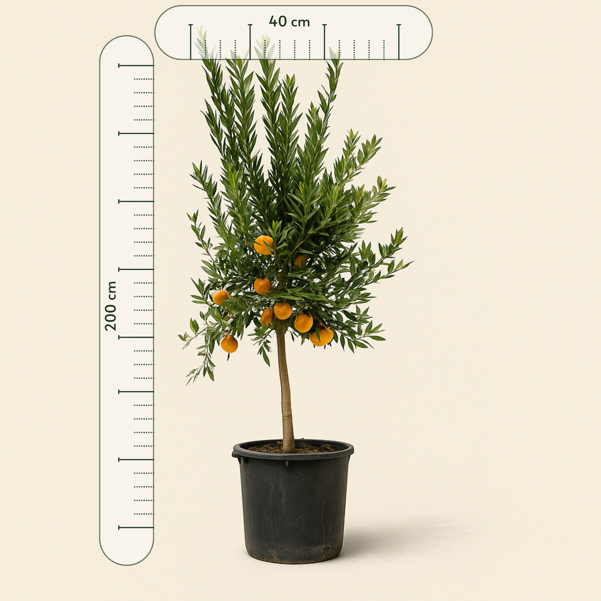 Mandarinenbaum – Citrus reticulata - 200 cm - ø40 - Luna's Leaf Co.