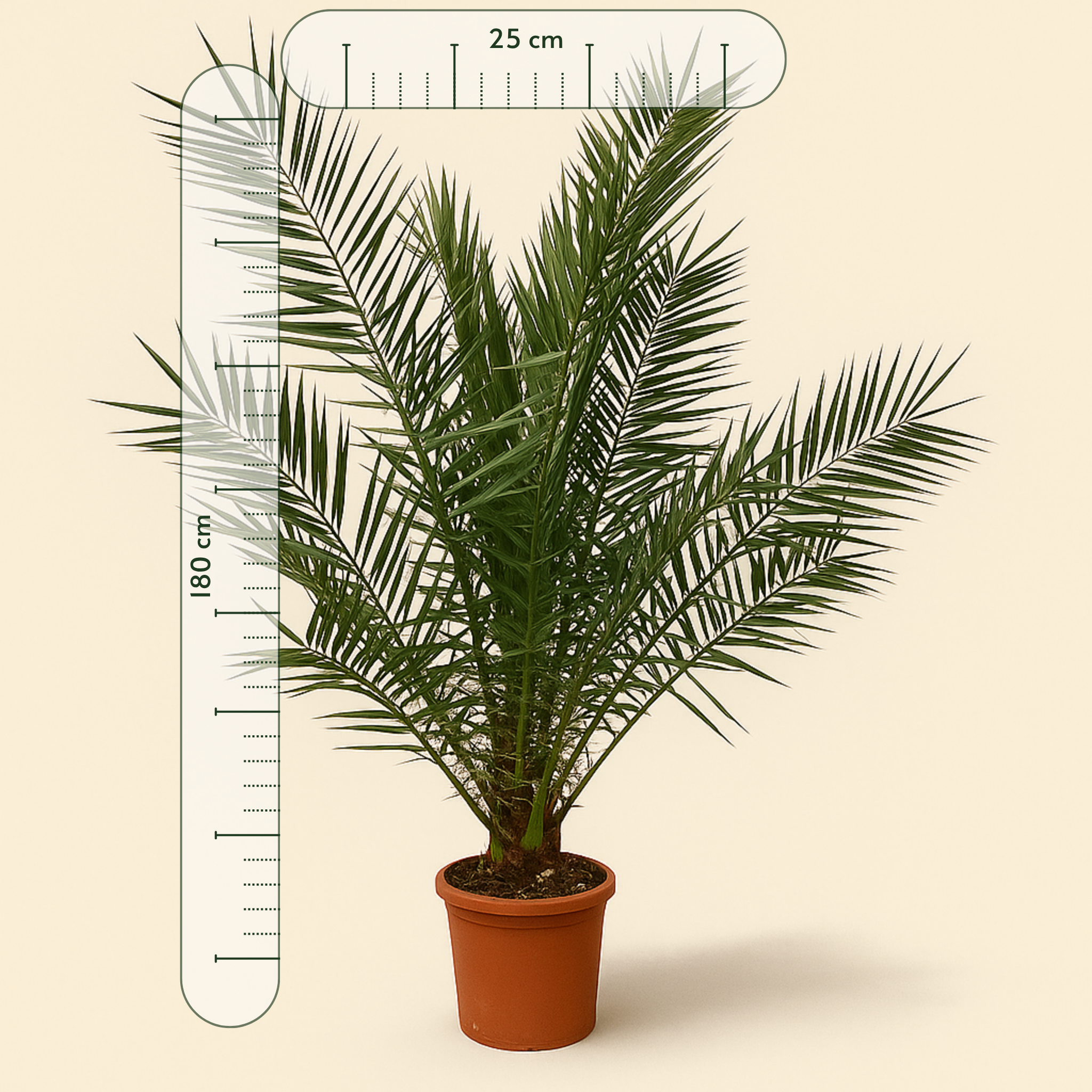 Phoenix Canariensis - 180cm- Ø25 - Luna's Leaf Co.