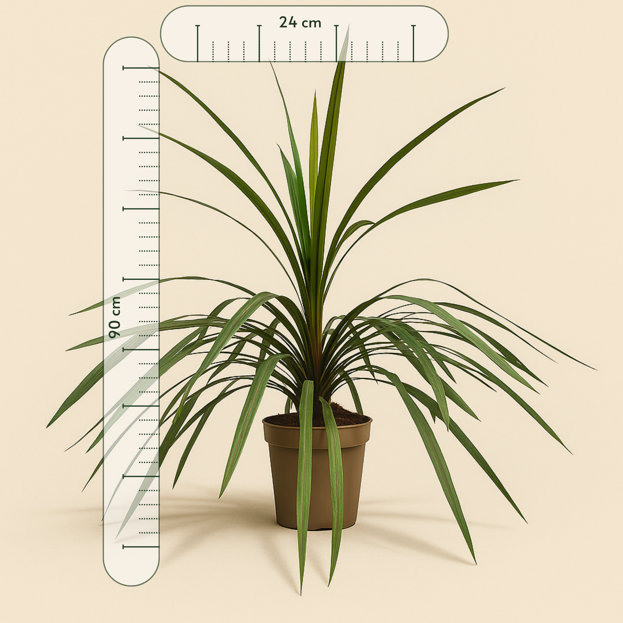 Keulenlilie 'Peko' – Cordyline fruticosa 'Peko' - 90 cm - Ø24cm - Luna's Leaf Co.