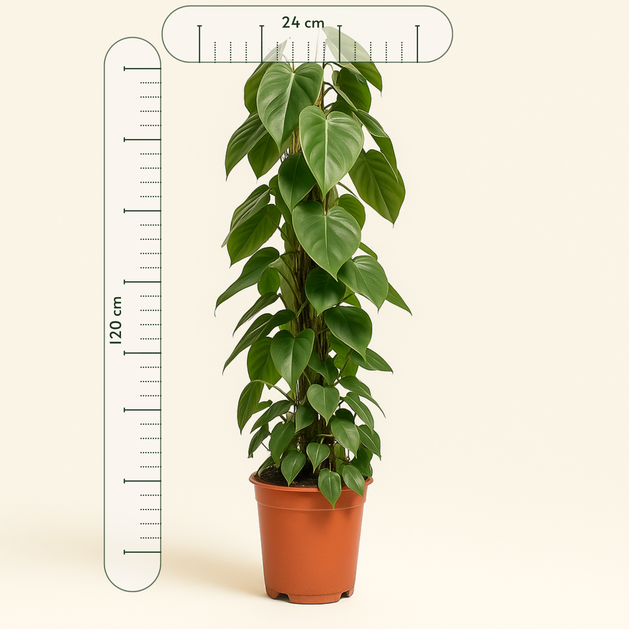 Herzblatt-Philodendron – Philodendron hederaceum - 120cm - Ø24cm - Luna's Leaf Co.