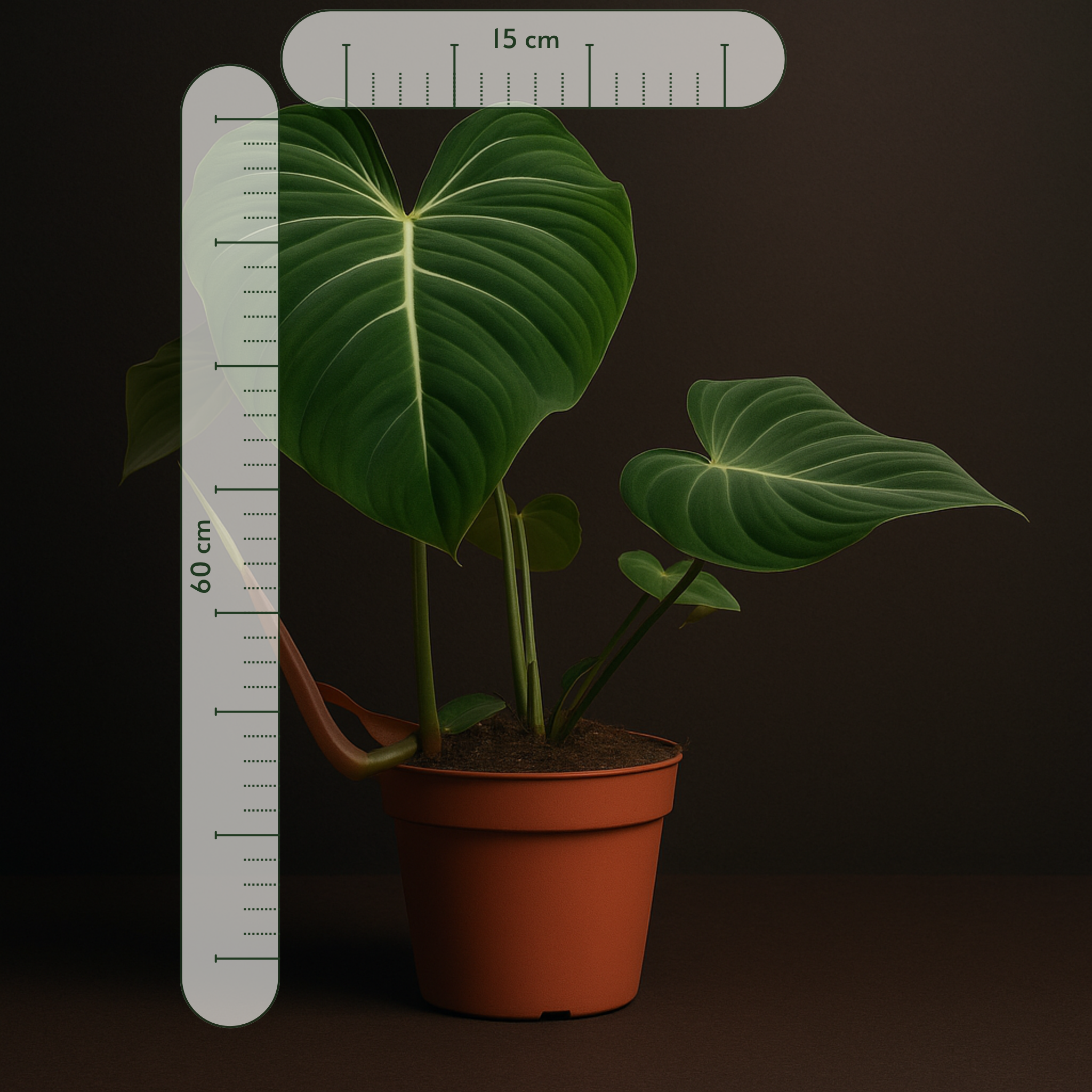 Premium Philodendron Gloriosum - 60 cm - Ø15cm - Luna's Leaf Co.
