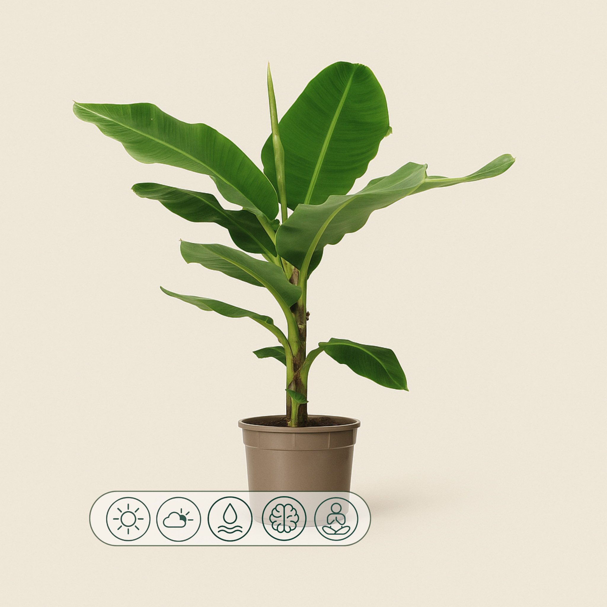 Bananenpflanze – Musa - 140 cm, Ø 27 cm - Luna's Leaf Co.