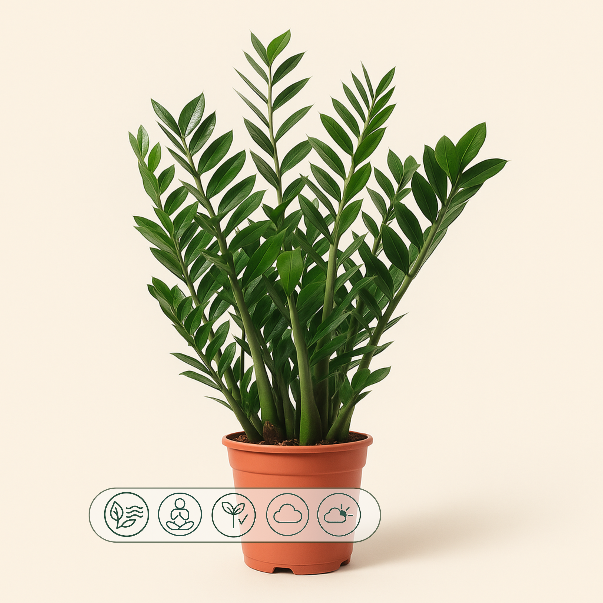 Glücksfeder – Zamioculcas zamiifolia - 100 cm - ø27 - Luna's Leaf Co.