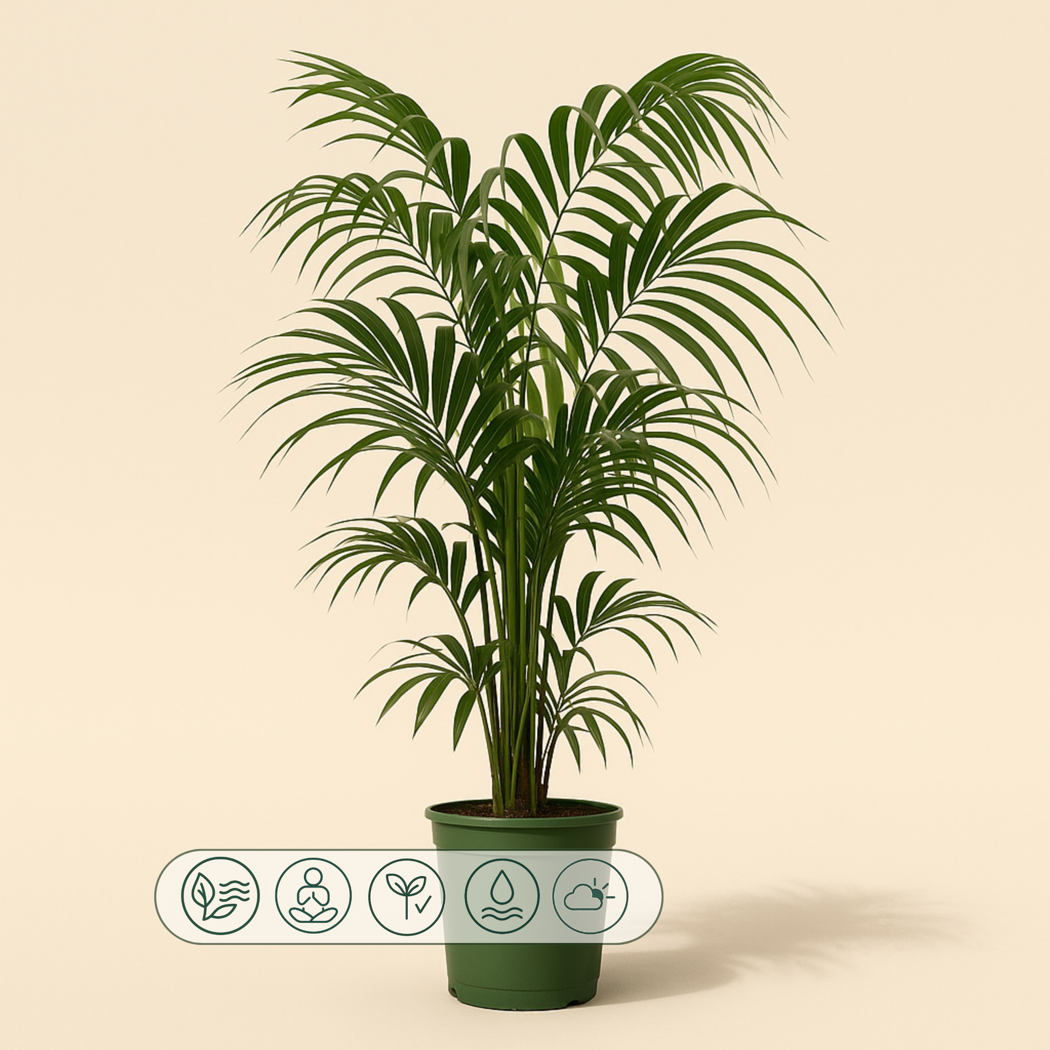 Kentia-Palme – Howea forsteriana - 220 cm - ø38 - Luna's Leaf Co.