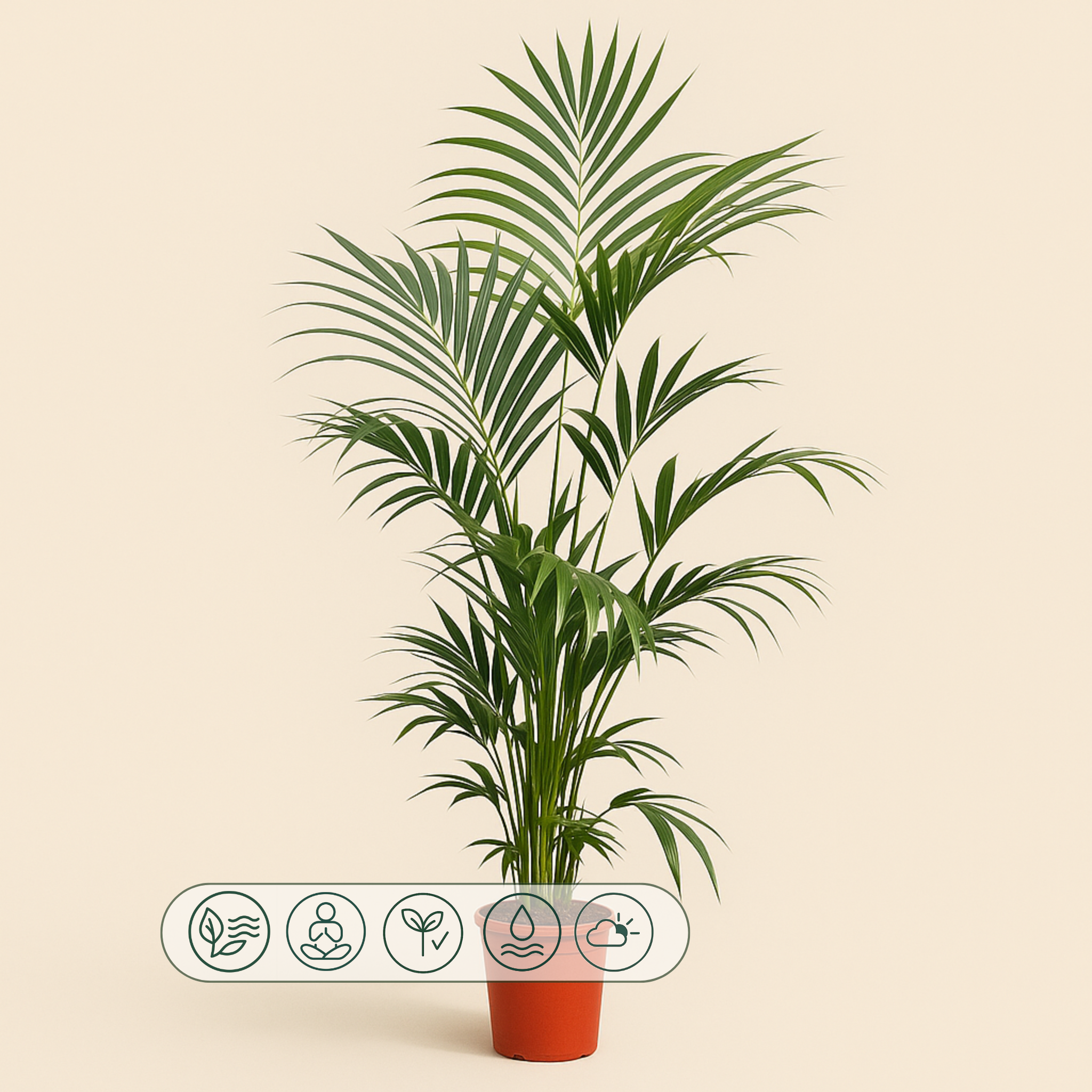 Kentia-Palme – Howea forsteriana - 200 cm - ø24 - Luna's Leaf Co.