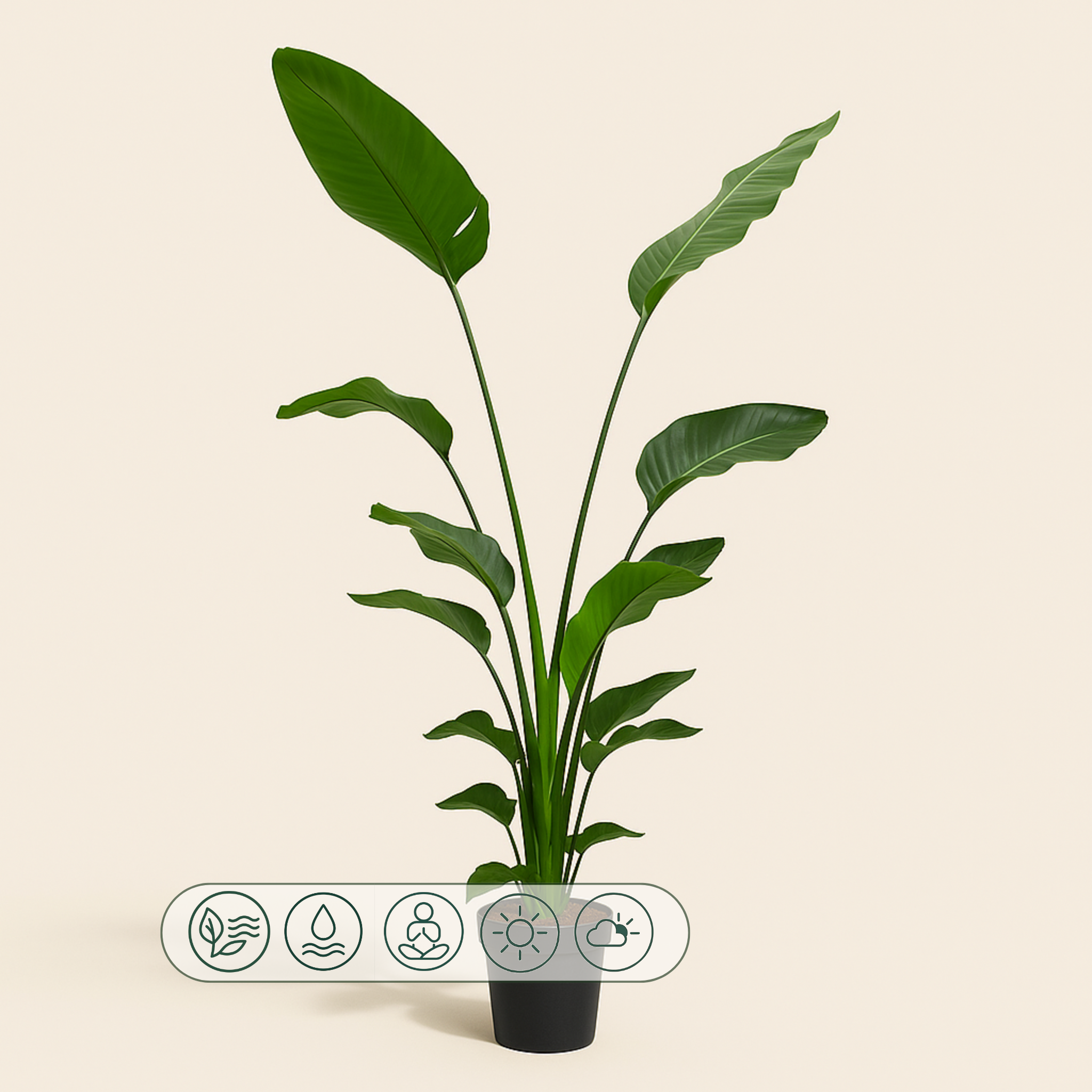Baum-Strelitzie – Strelitzia nicolai - 170 cm - ⌀24 - Luna's Leaf Co.