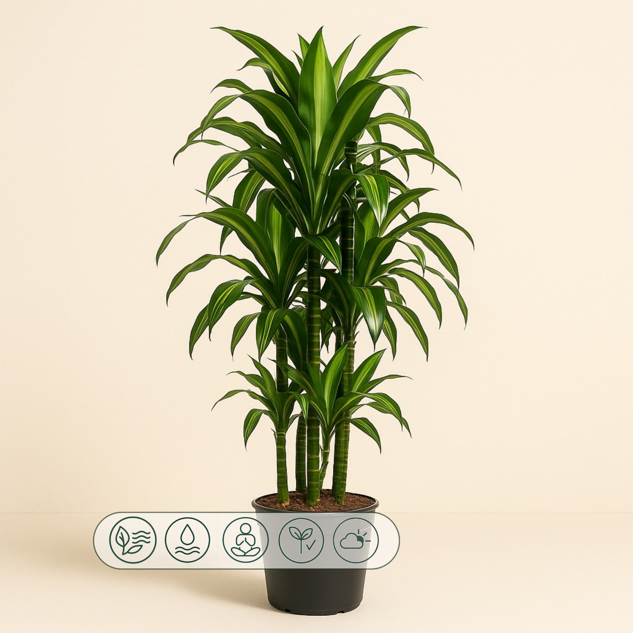 Drachenbaum Hawaiiana Carrousel – Dracaena fragrans 'Hawaiiana Carrousel' - 150 cm - ø31 - Luna's Leaf Co.