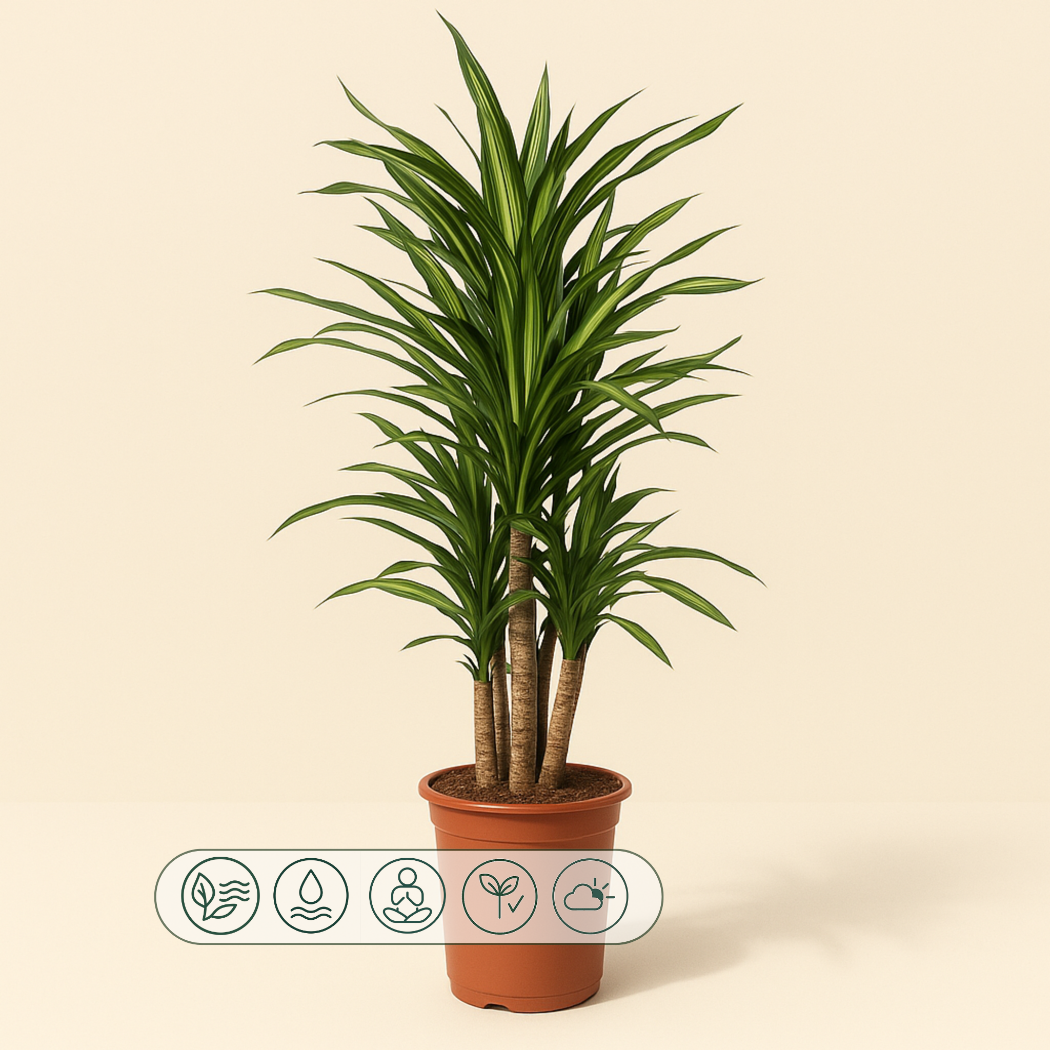 drachenbaum reflexa Drachenbaum Riki kaufen