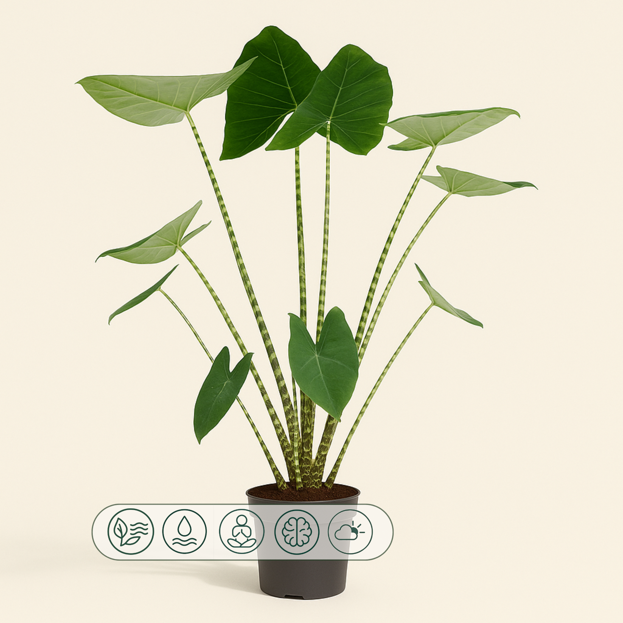 Pfeilblatt Zebrina – Alocasia zebrina kaufen - 130 cm