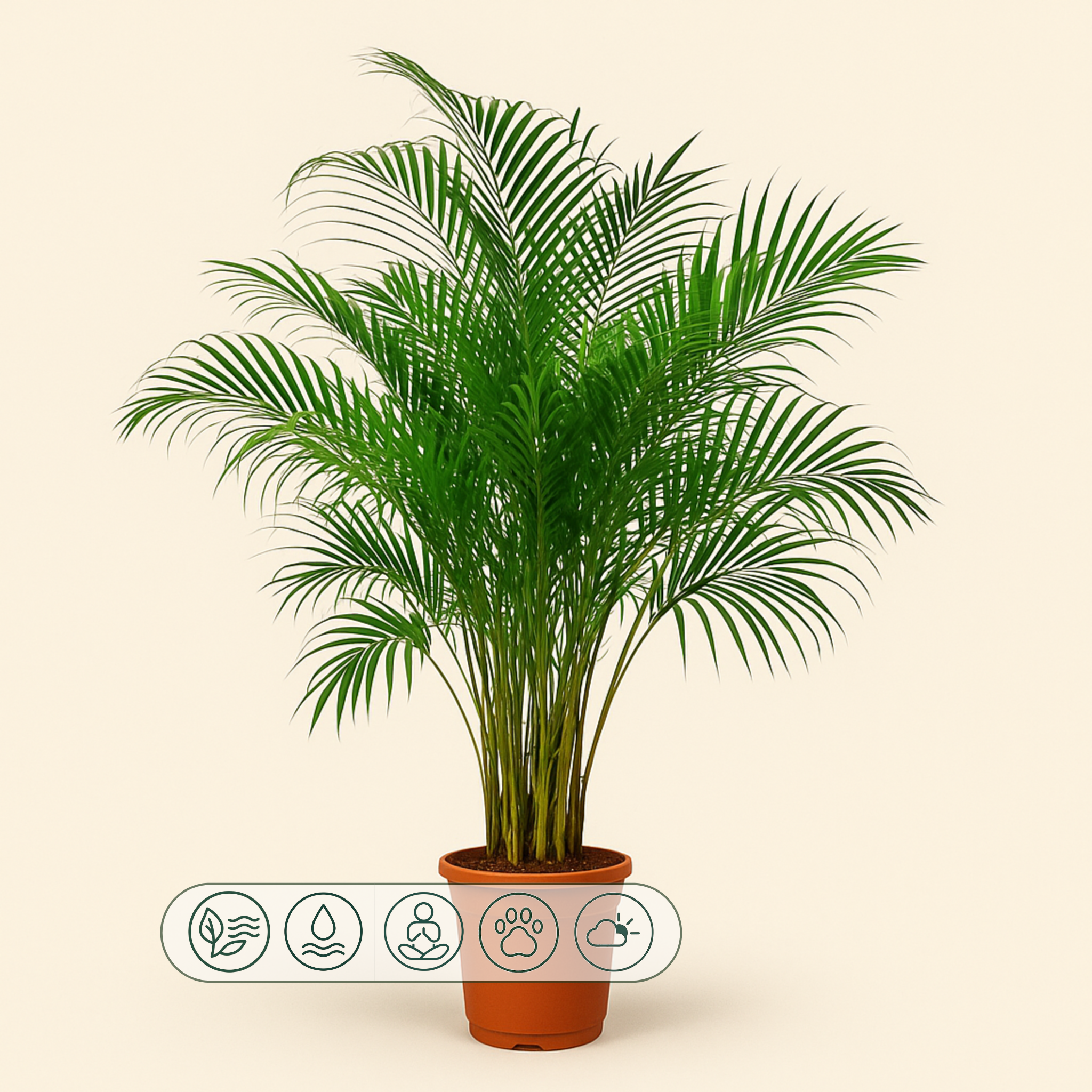 Areca Palm - Dypsis lutescens - 150 cm - ø30 - Luna's Leaf Co.