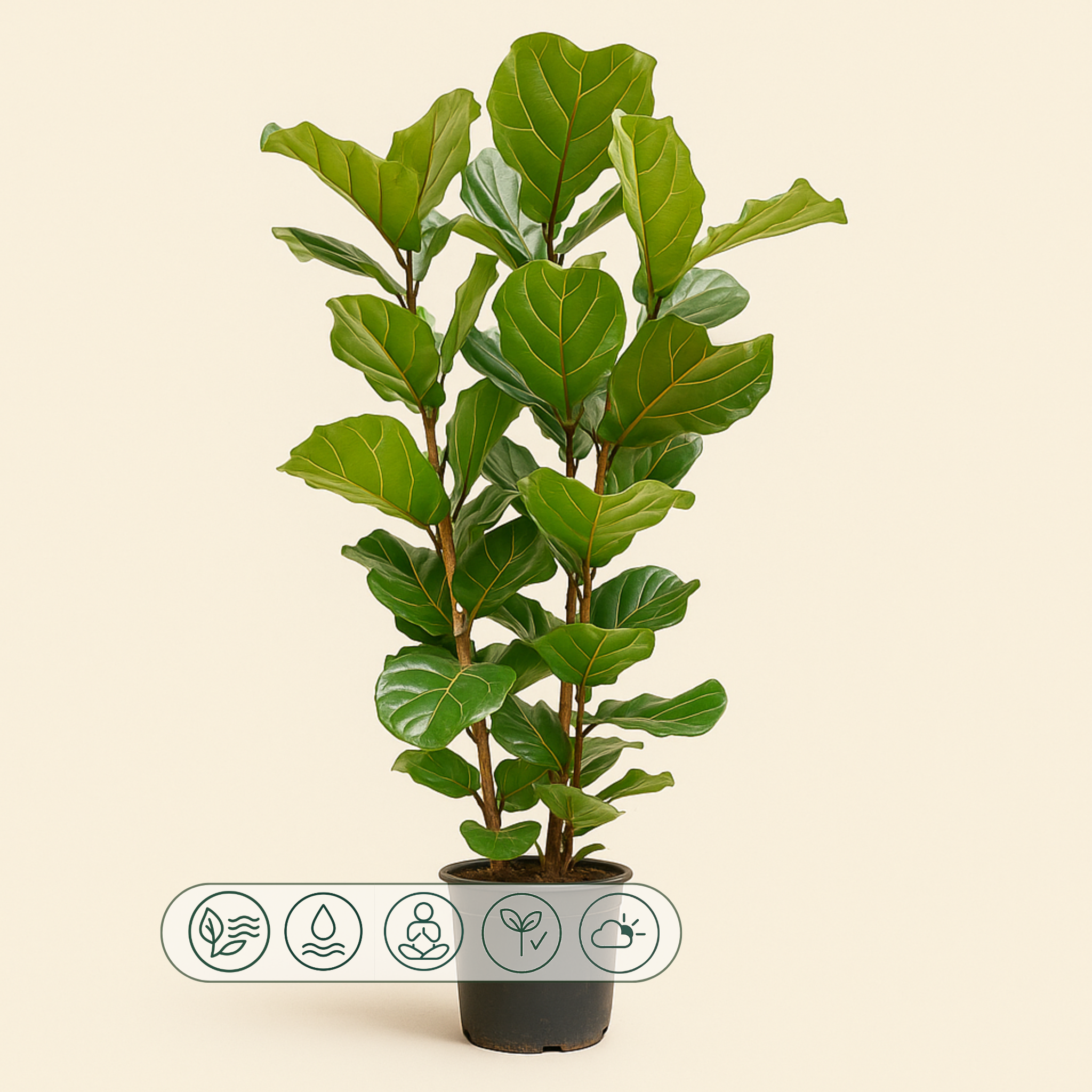 Luna's Leaf Co. - Geigenfeige buschig  Ficus lyrata - 155 cm - 27